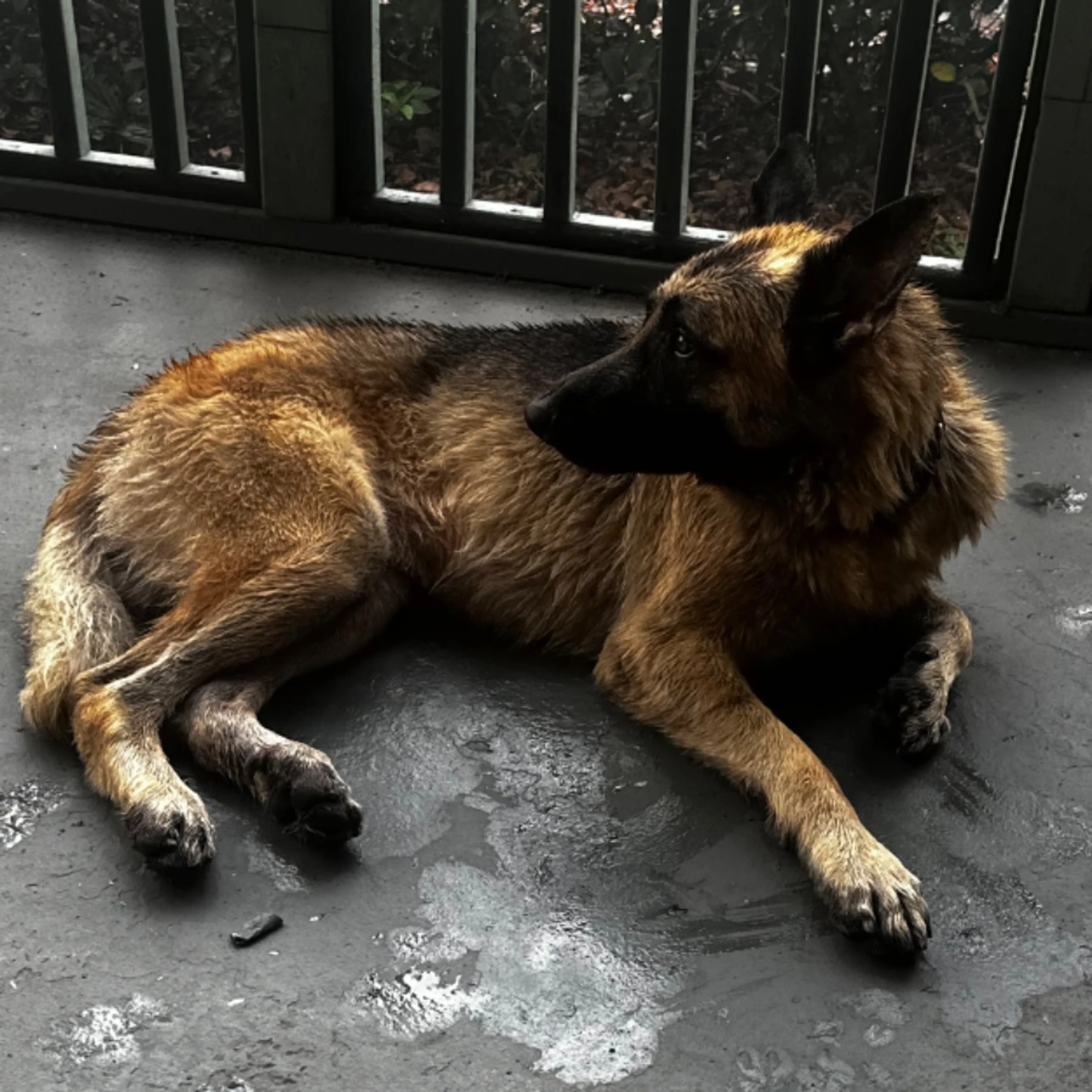 Found pet