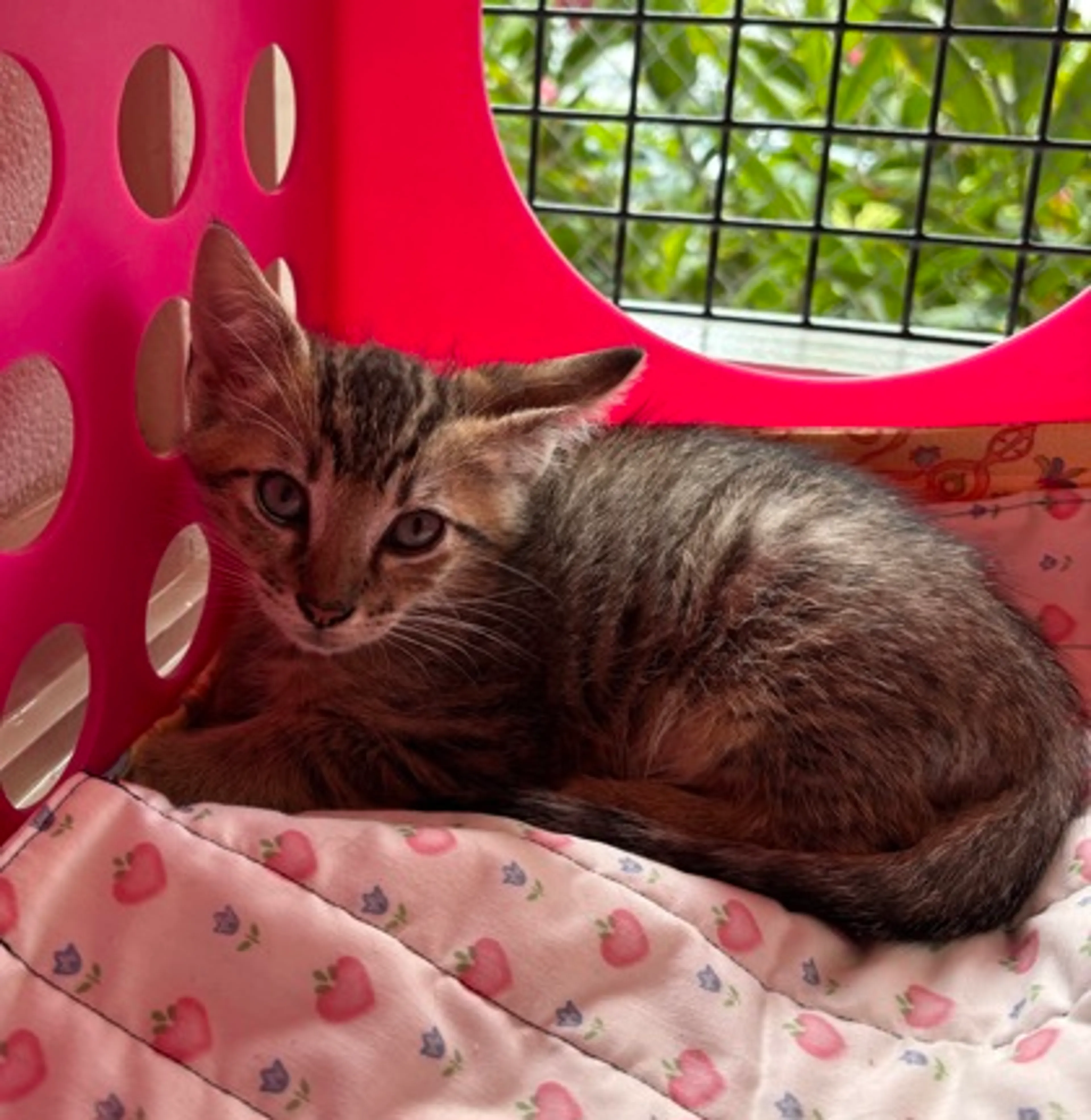 Found pet