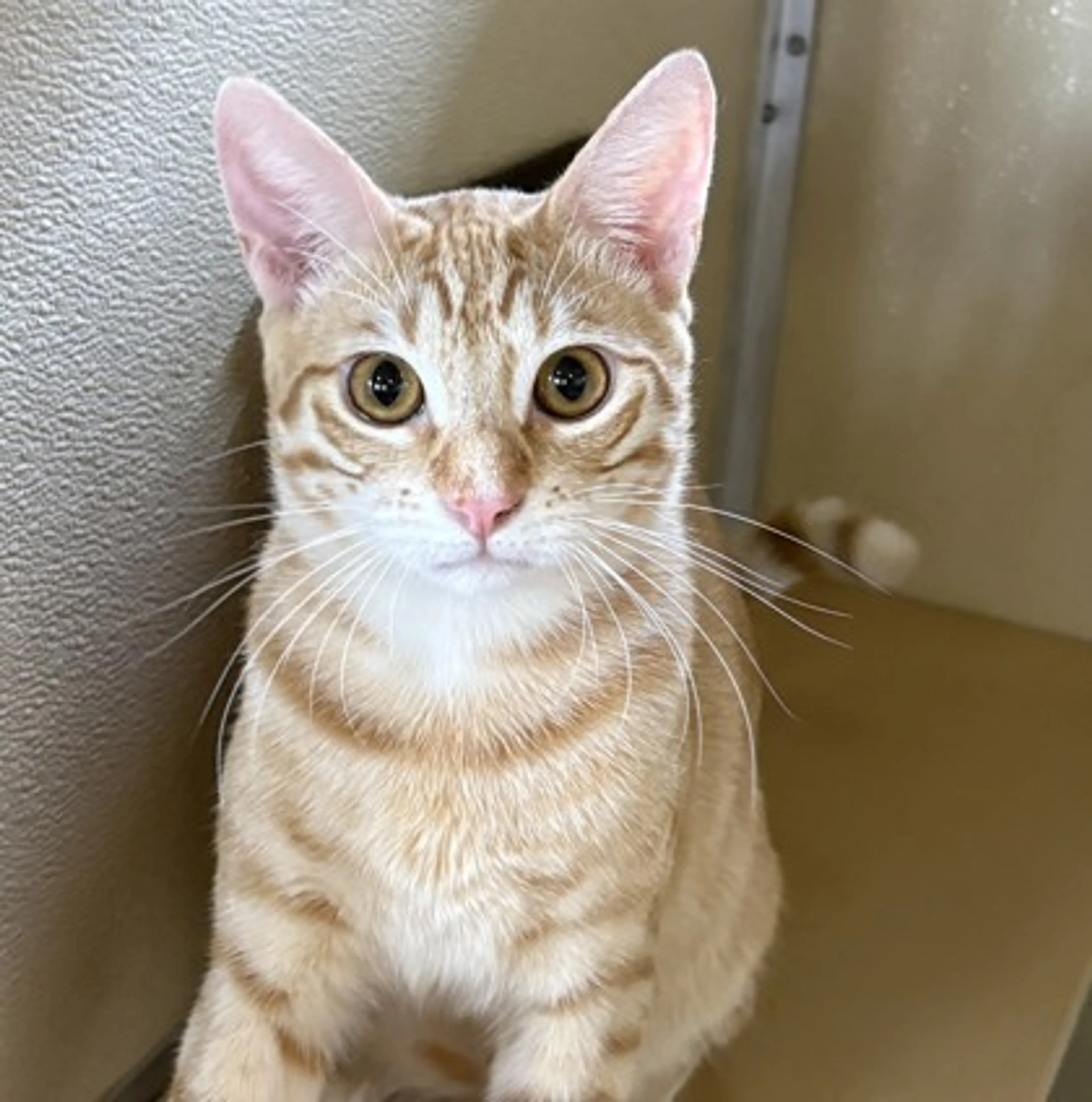 Found pet-1