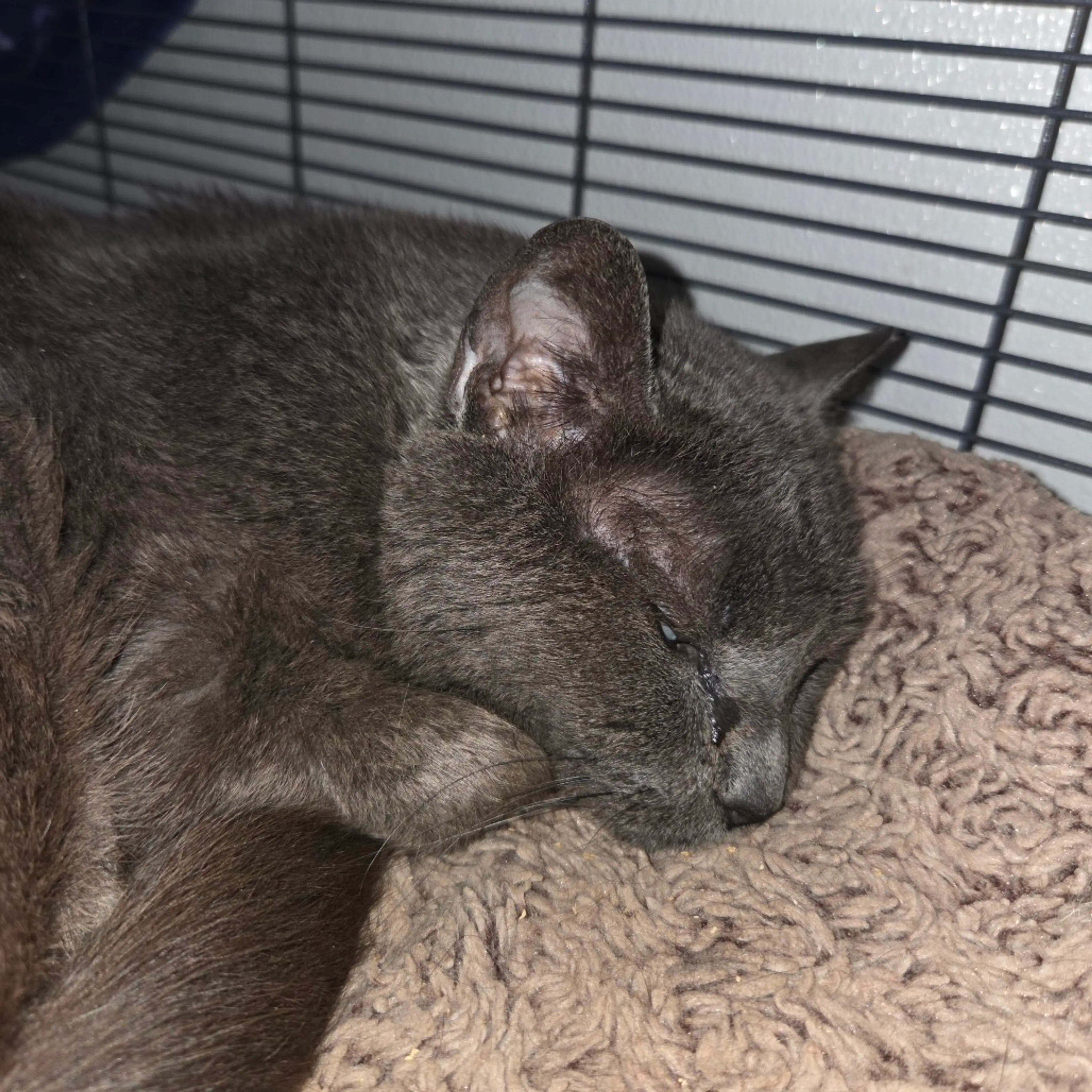 Found pet