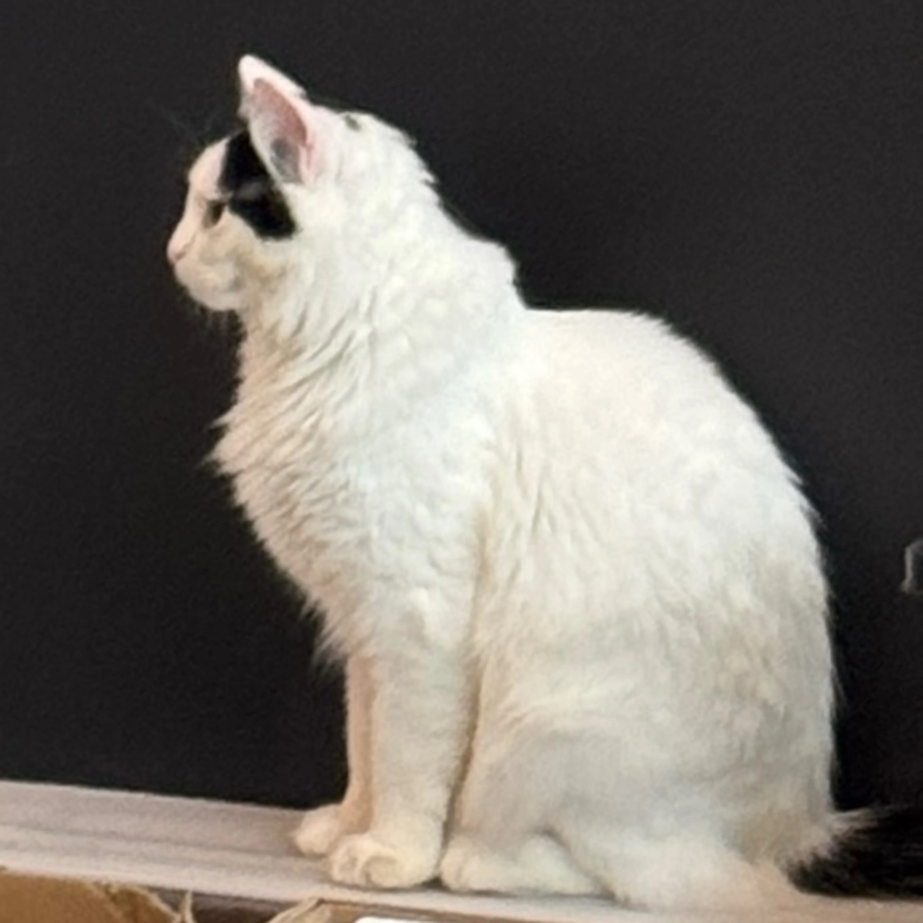 Lost pet