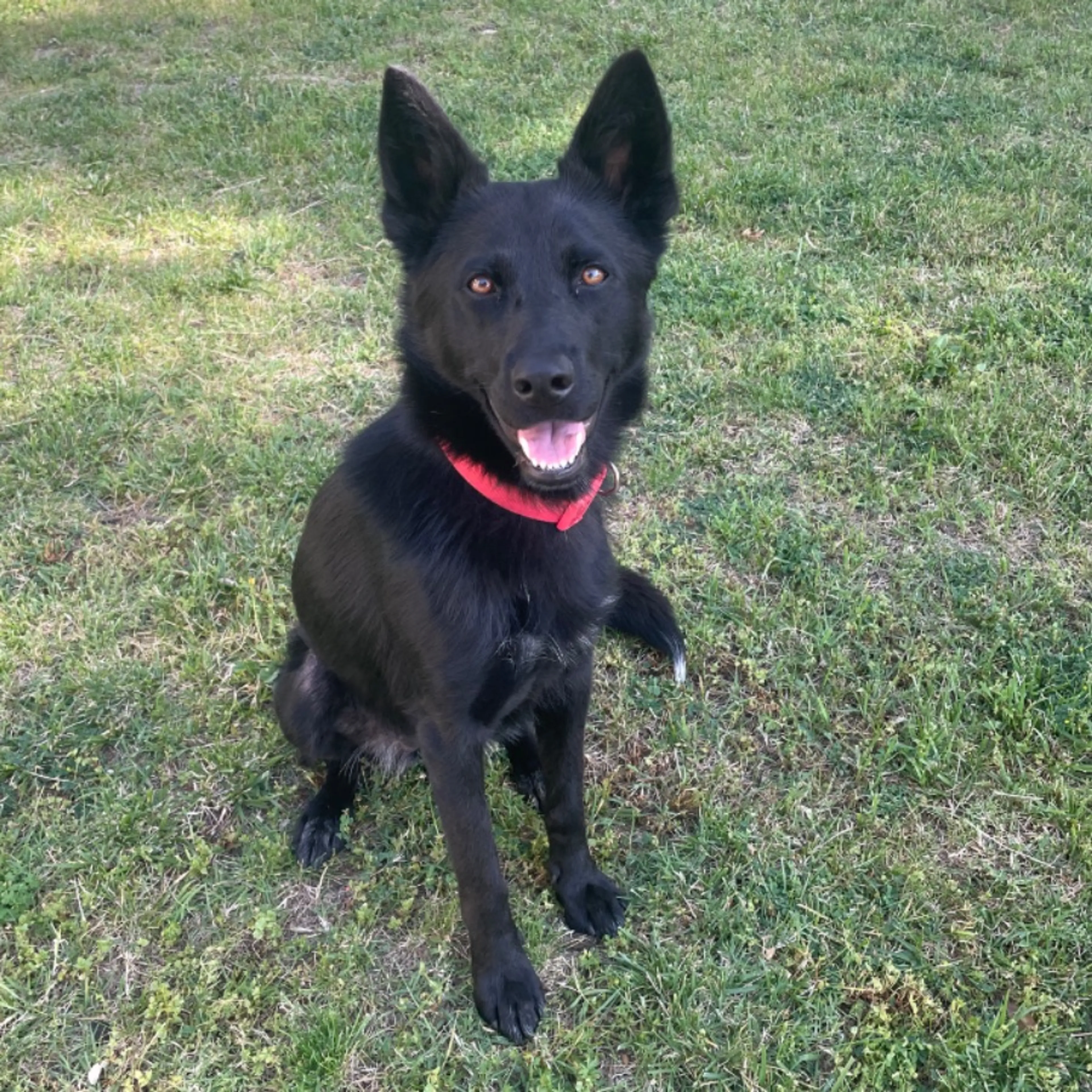 Found pet