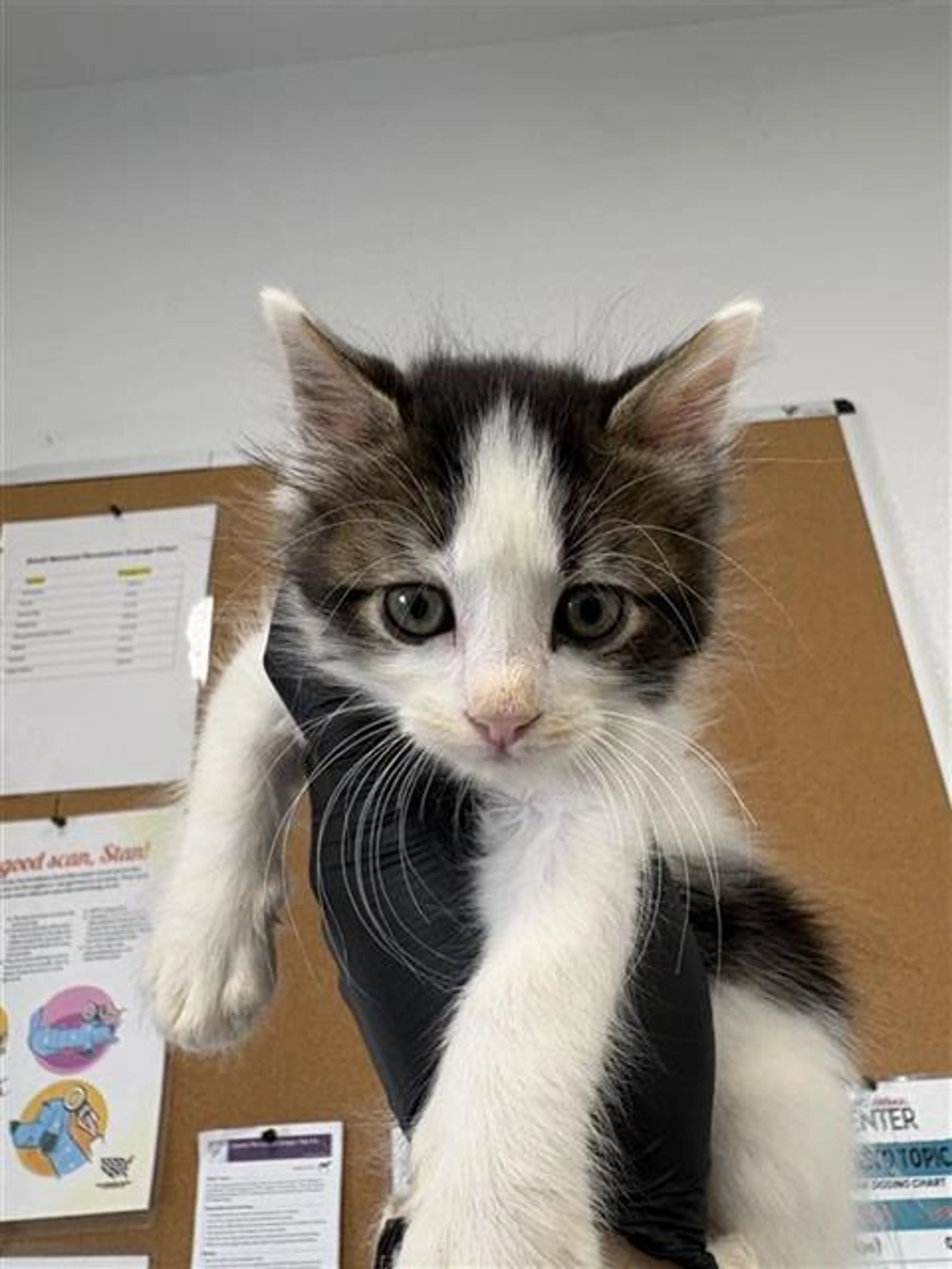 Found pet