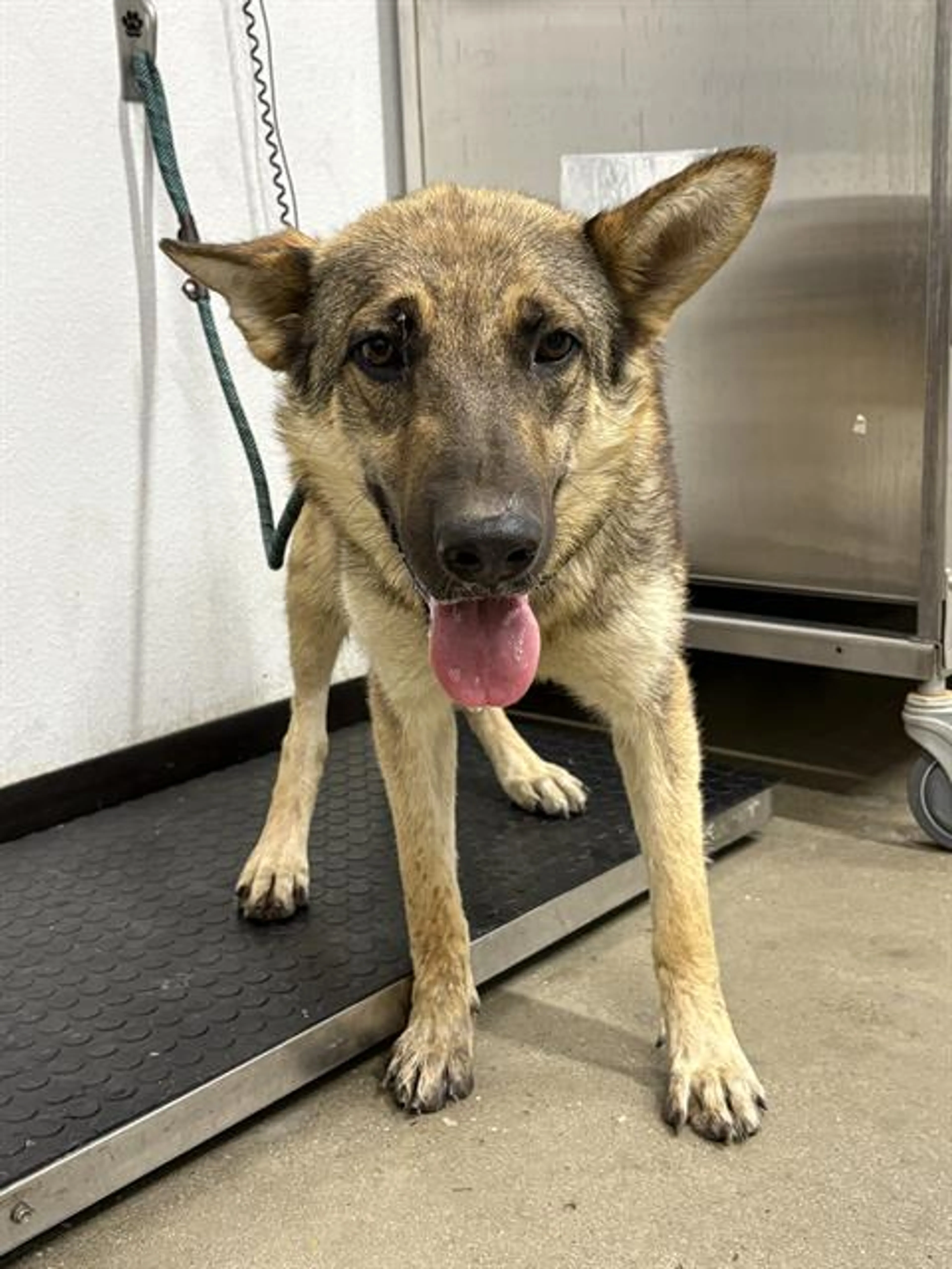 Found pet