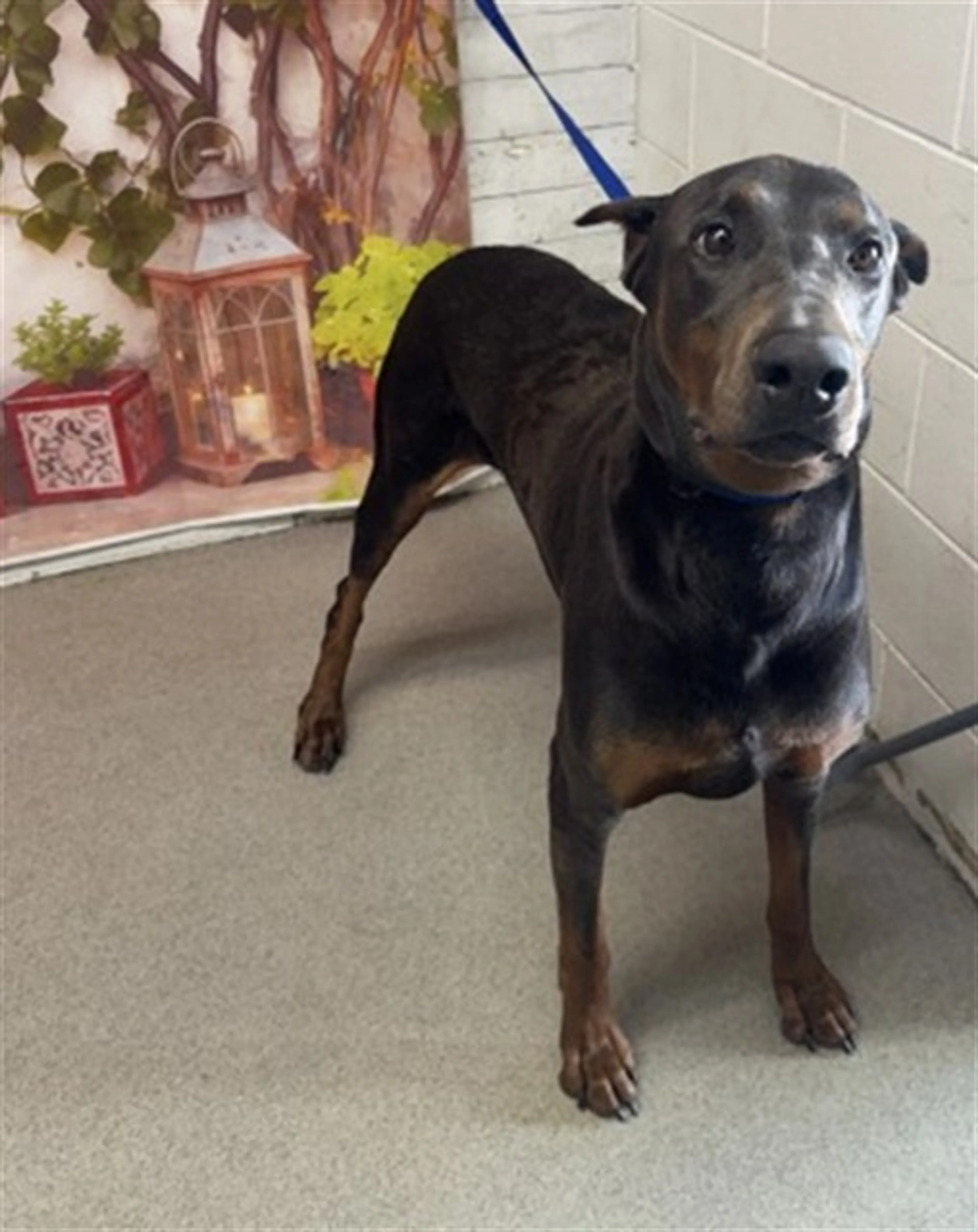 Found pet