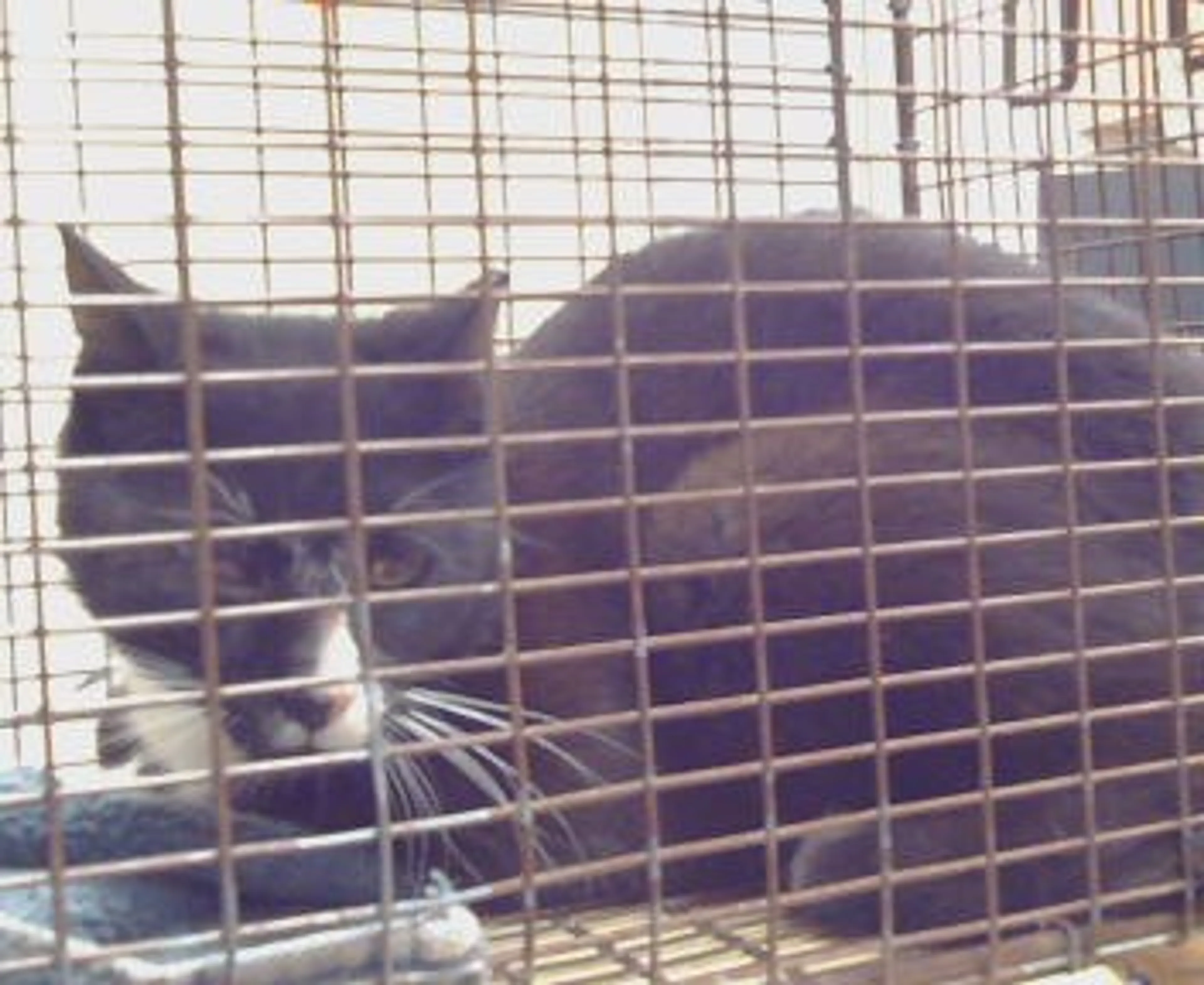 Found pet