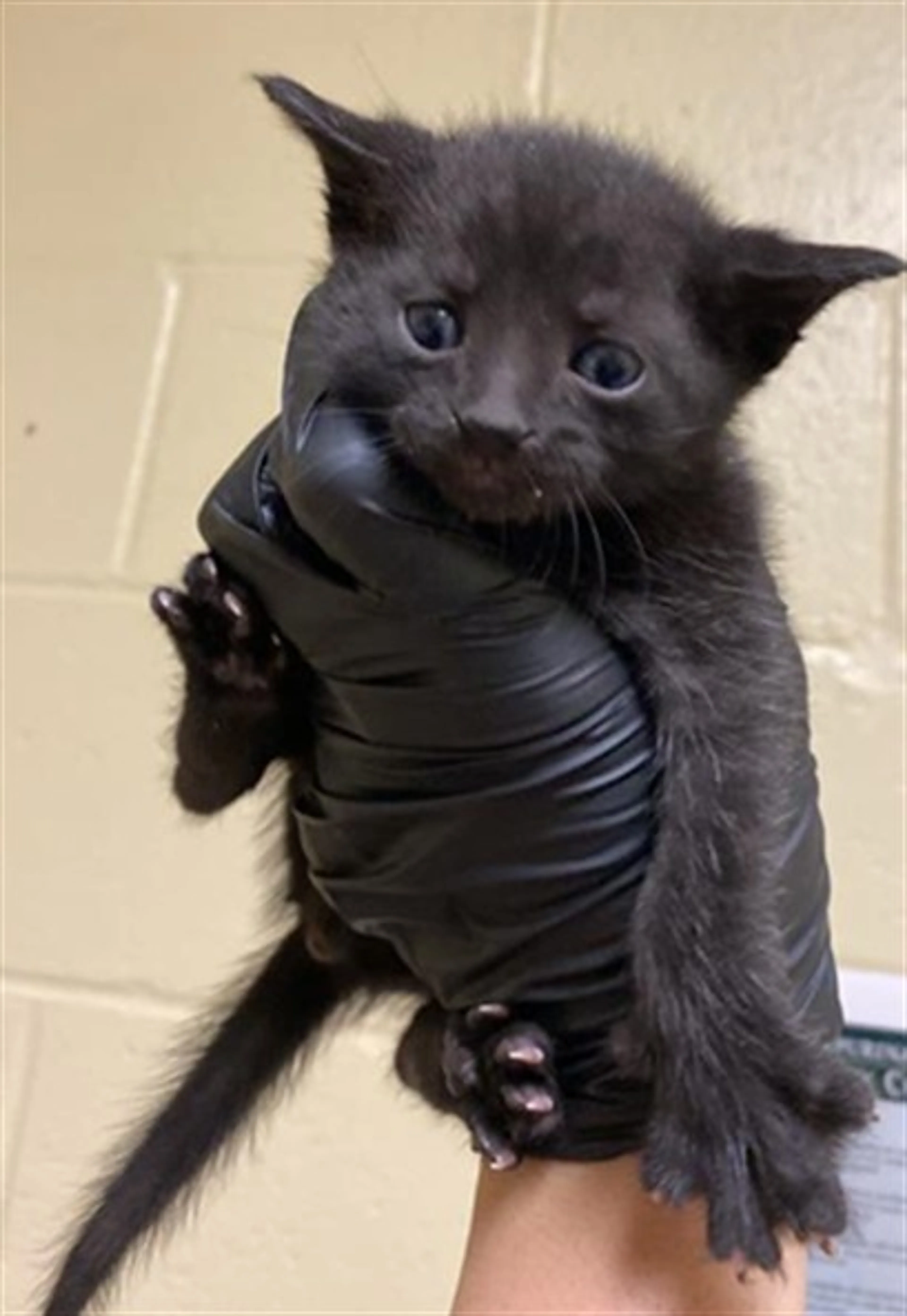 Found pet