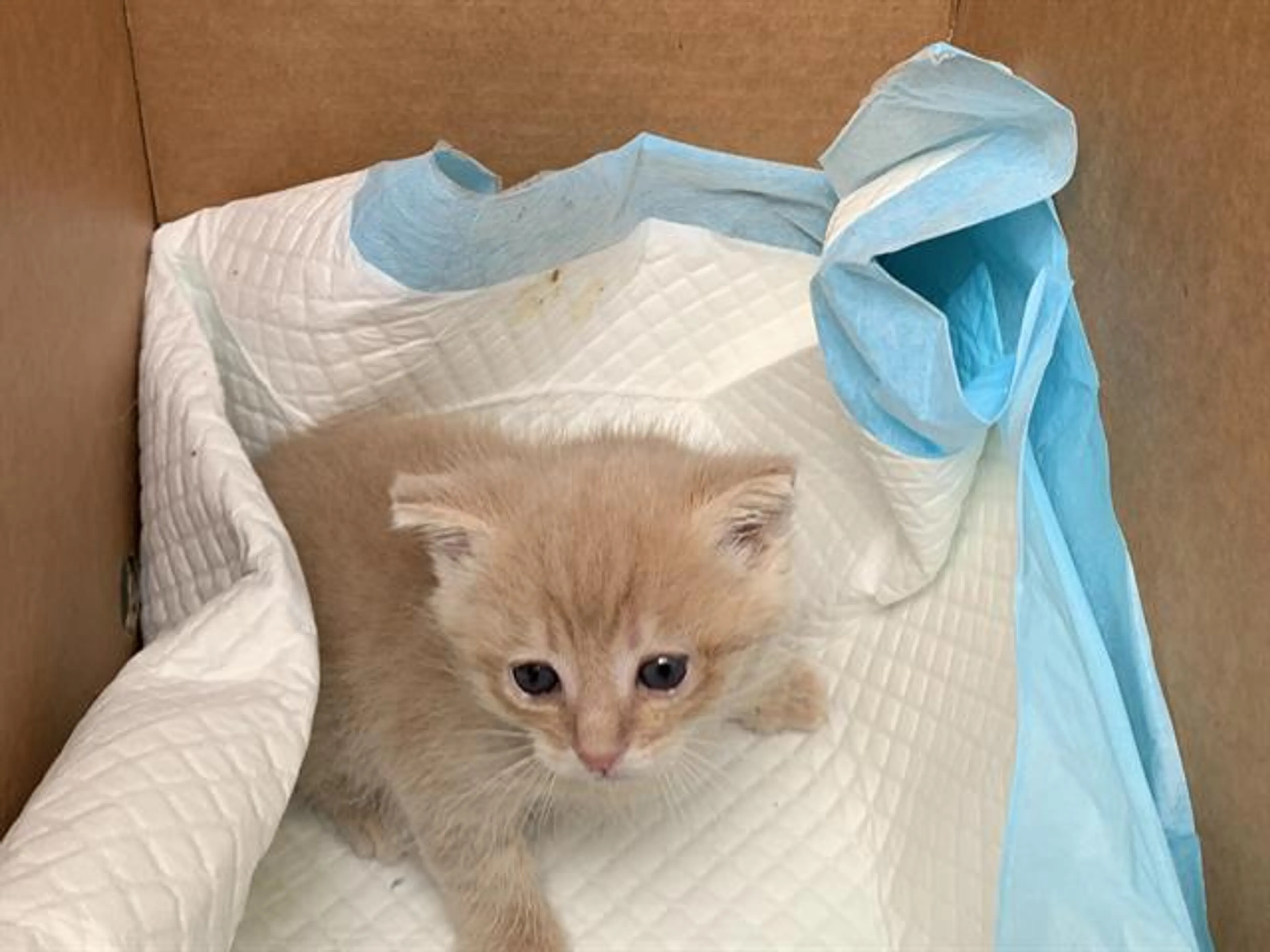 Found pet