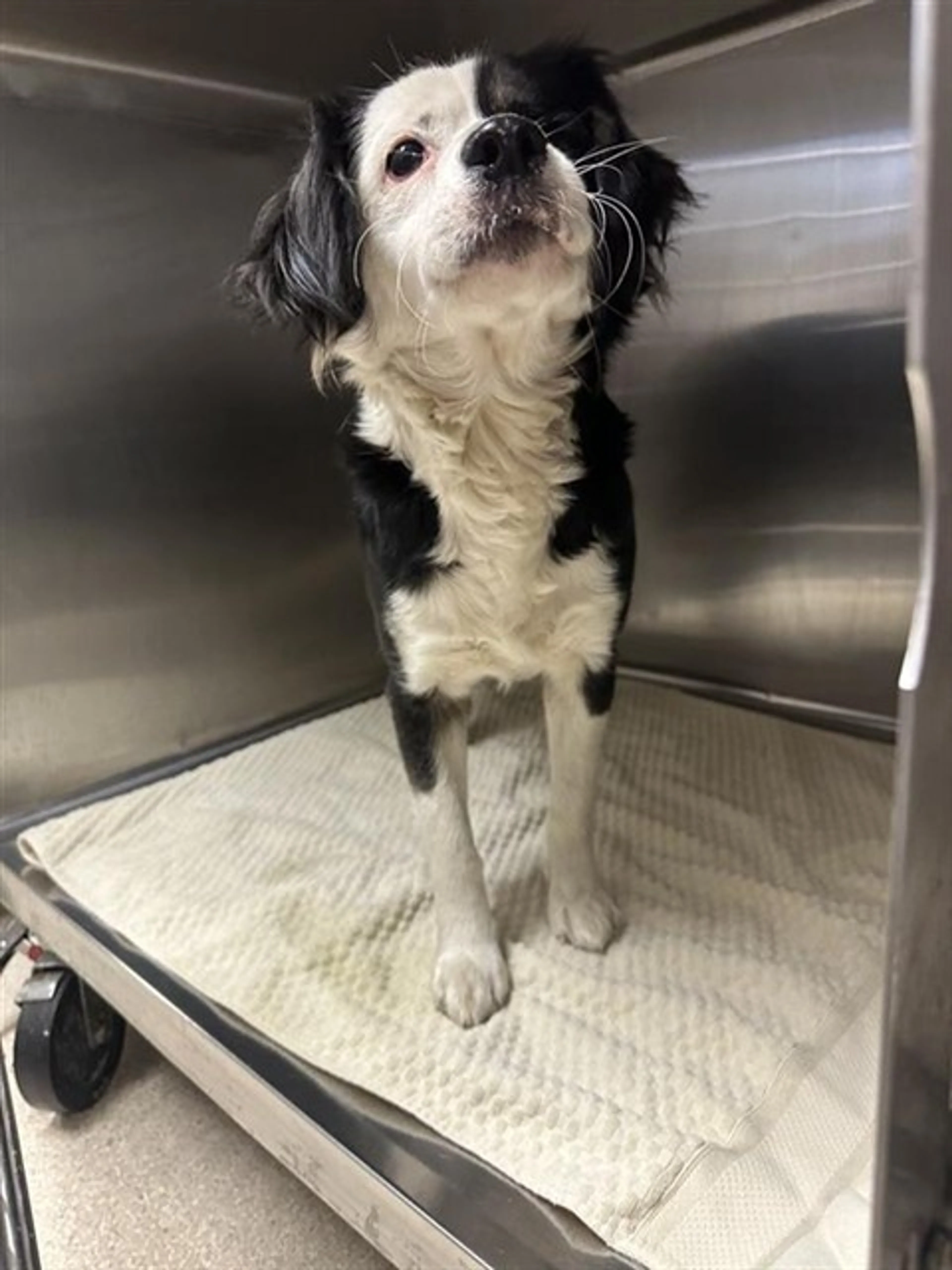 Found pet