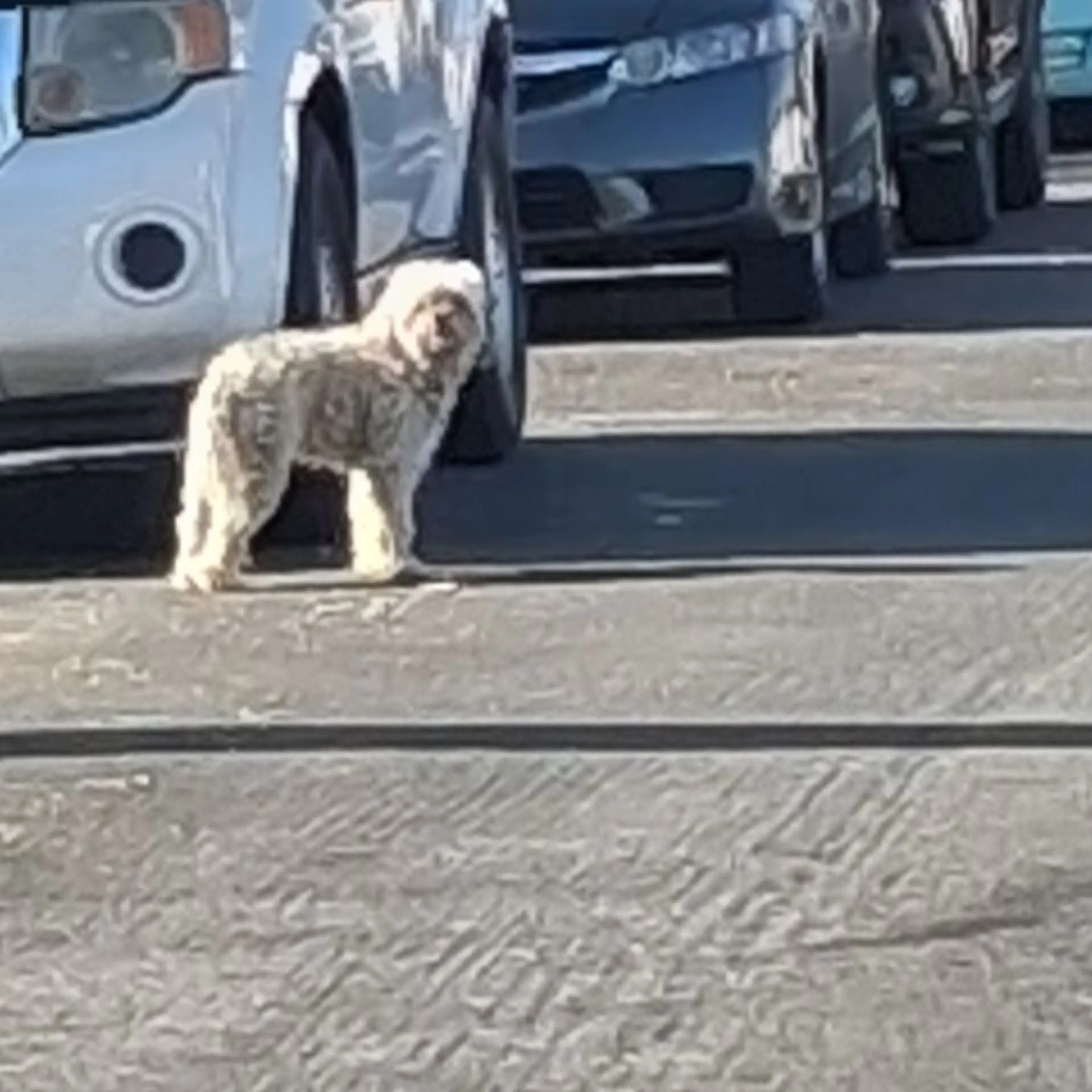 Found pet