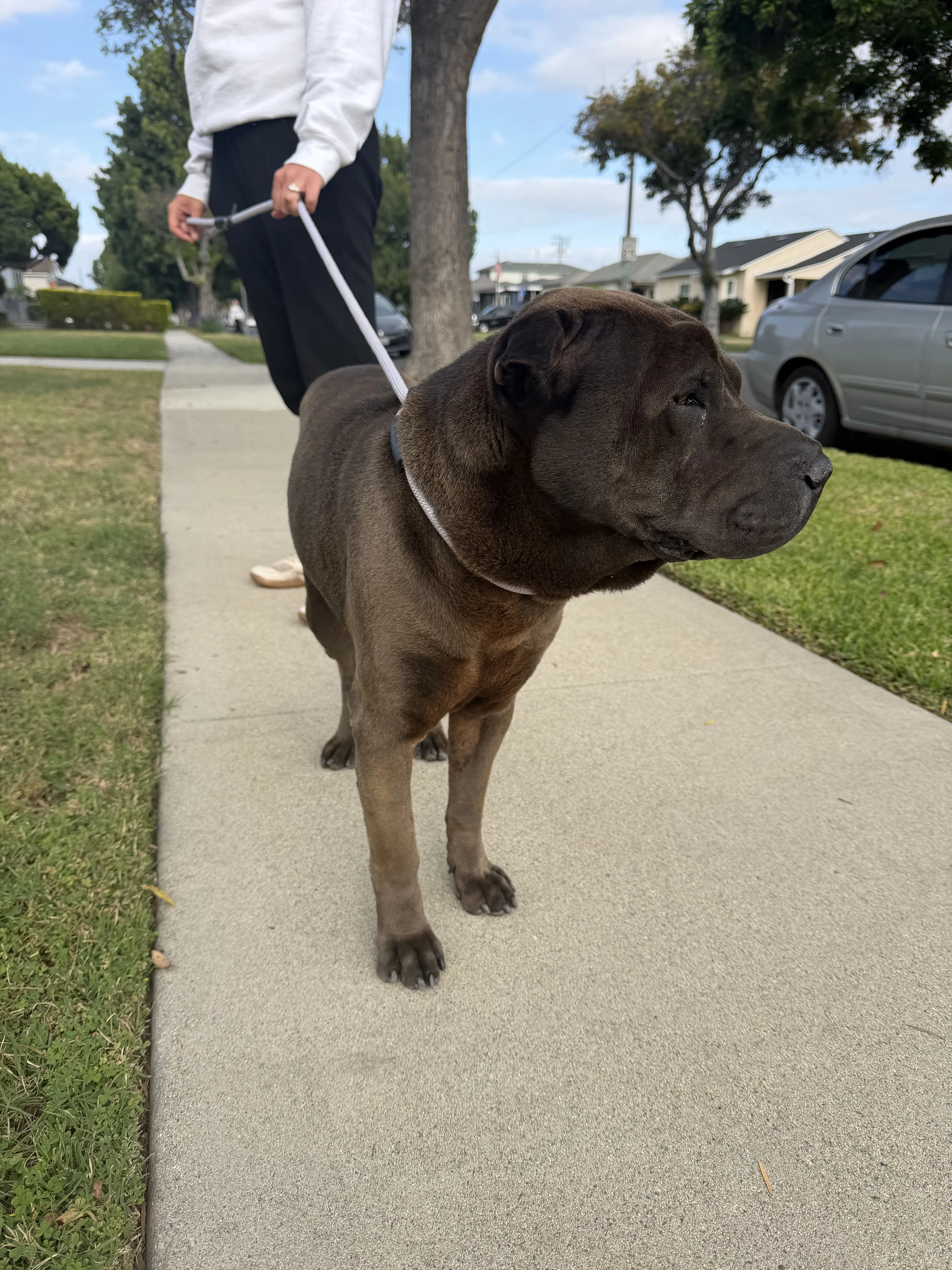 Lost pet-2