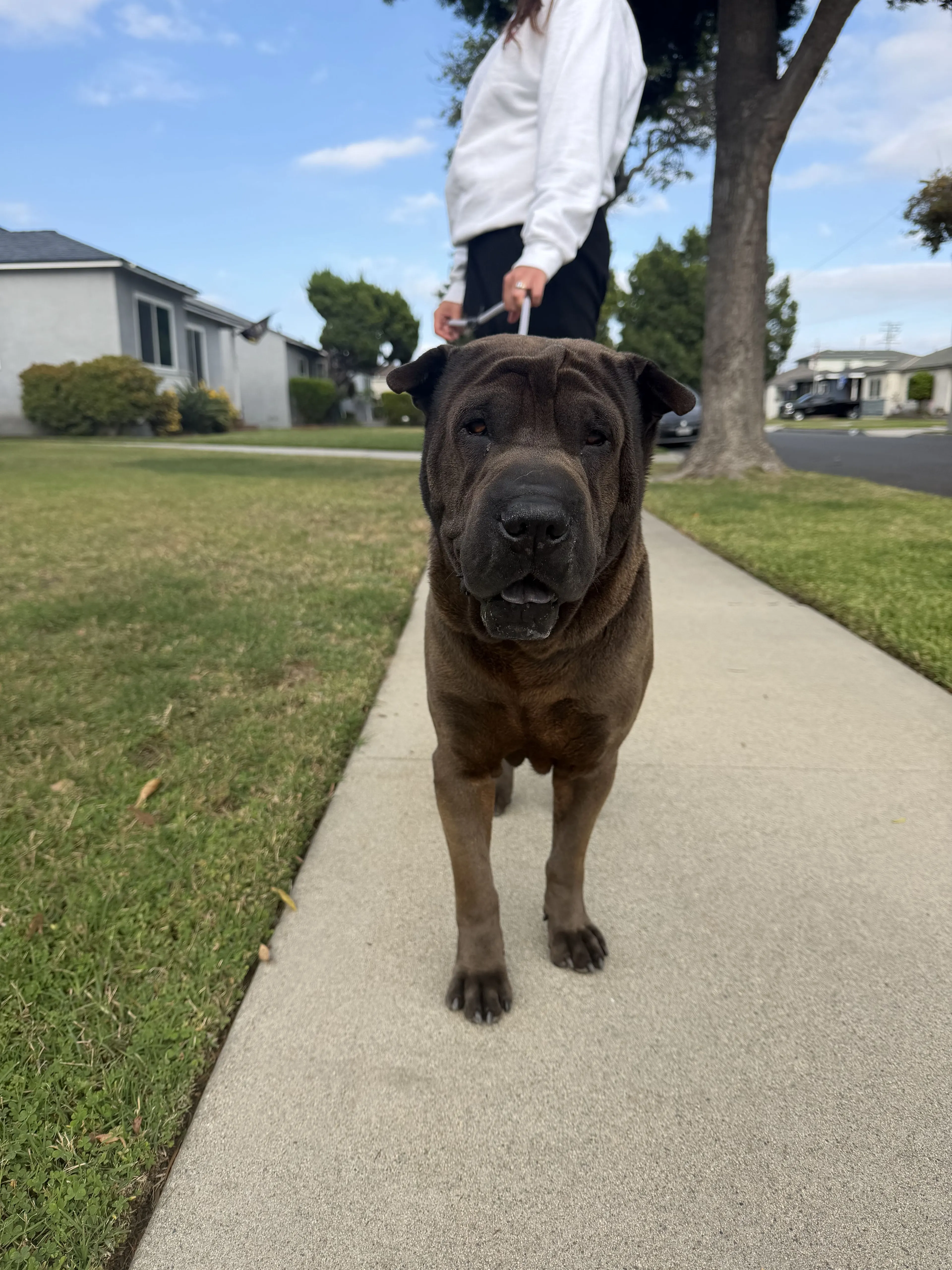 Lost pet-1