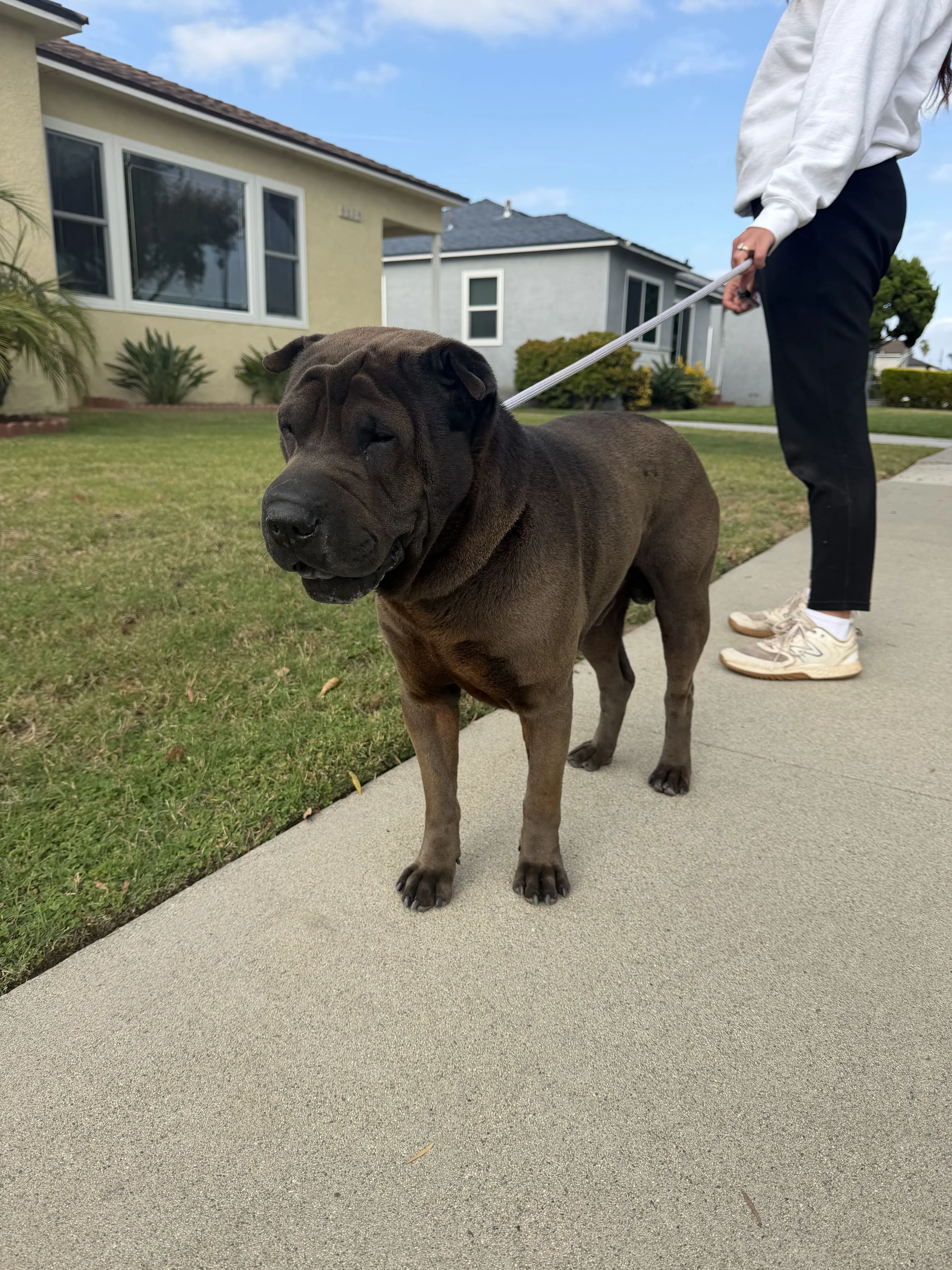 Lost pet-0