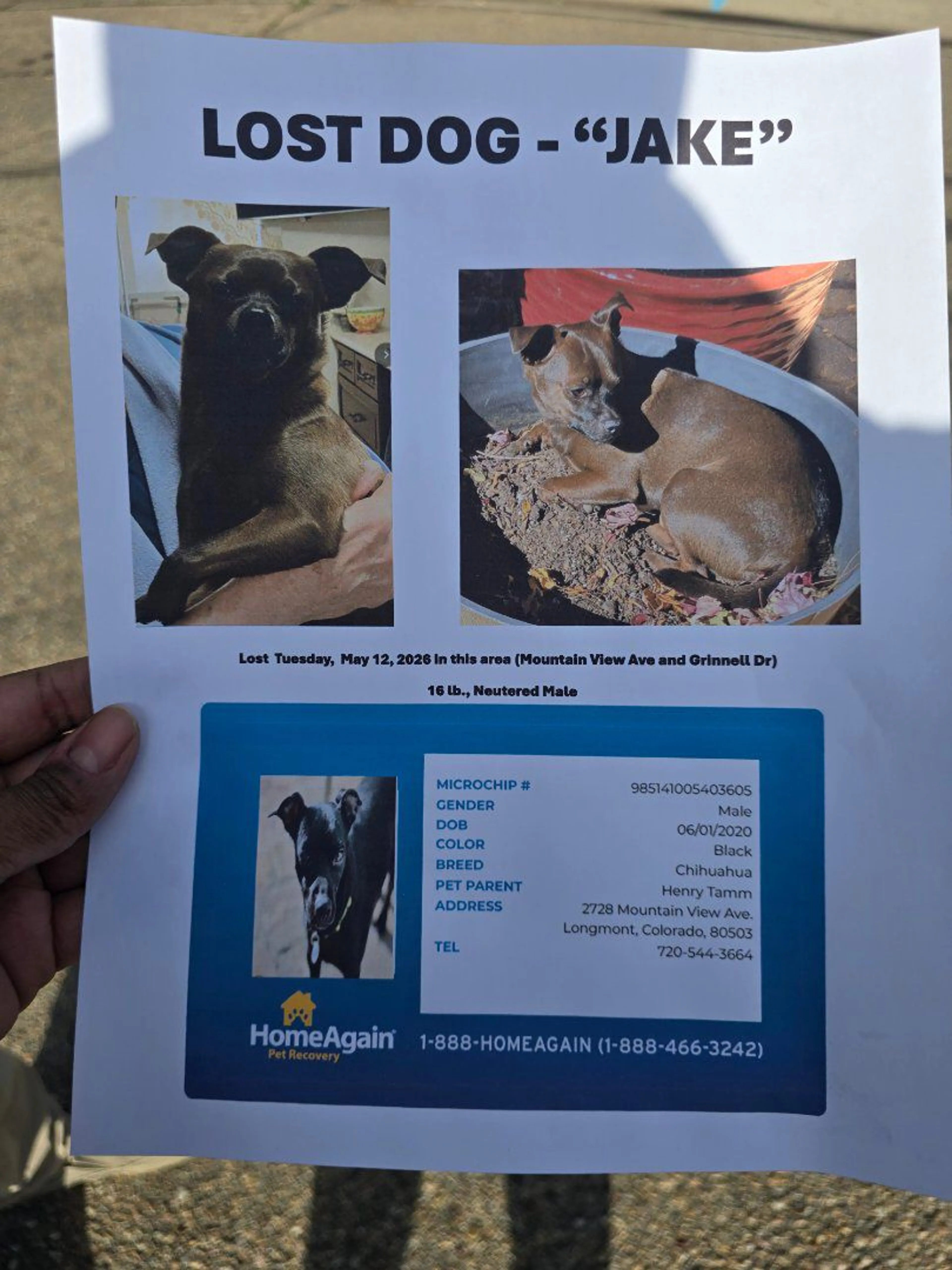 Lost pet