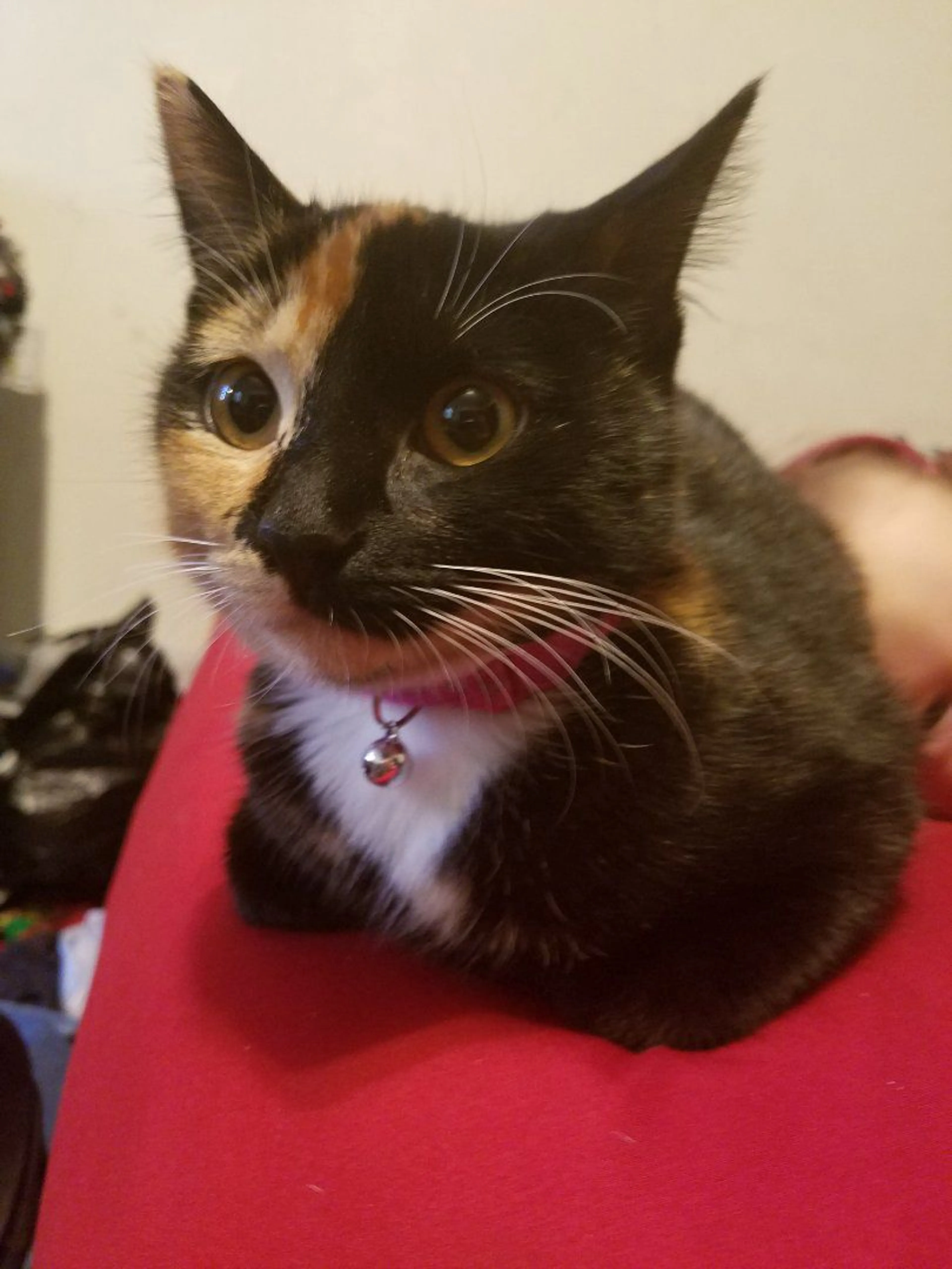 Lost pet-3