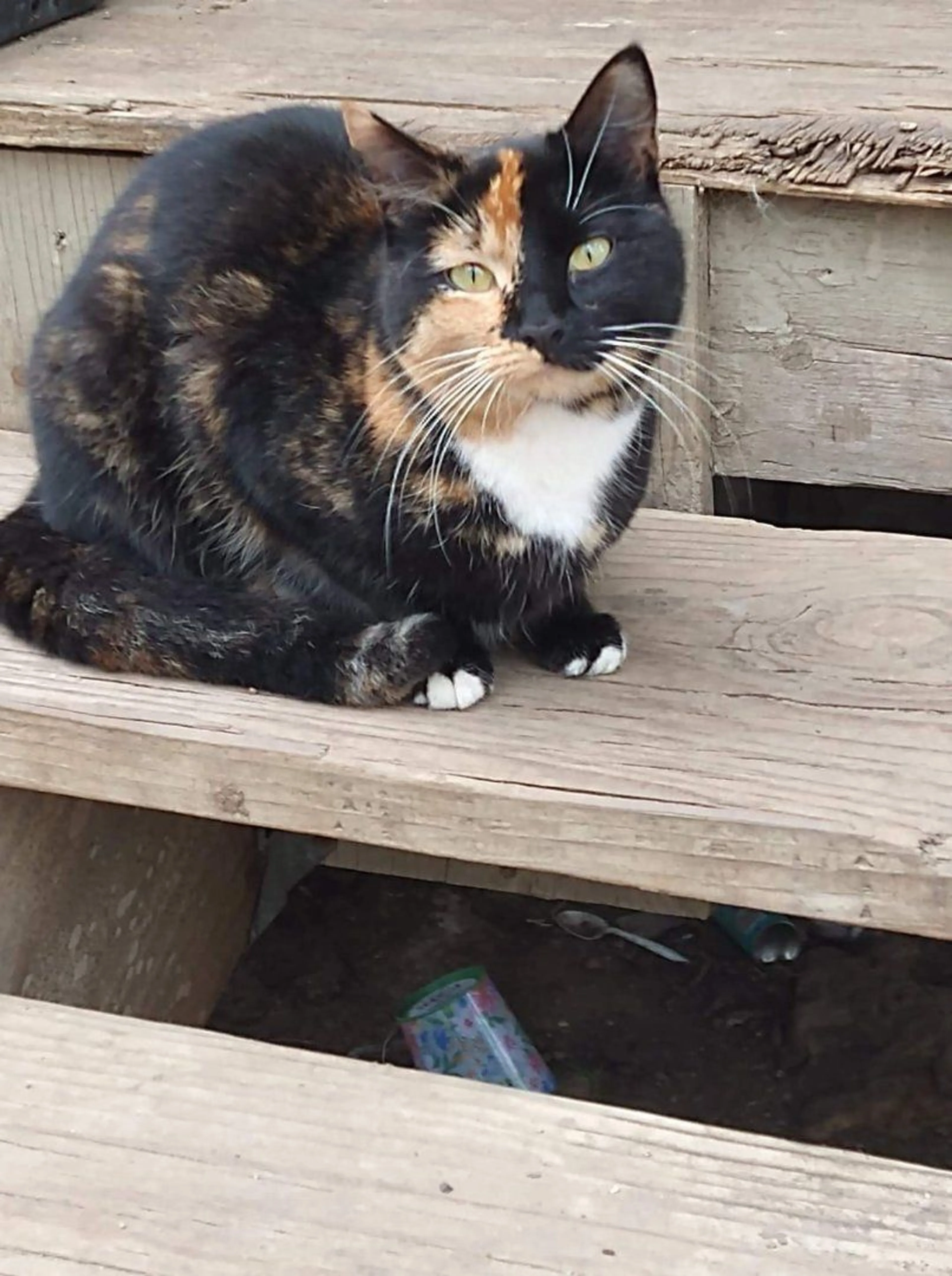 Lost pet-0