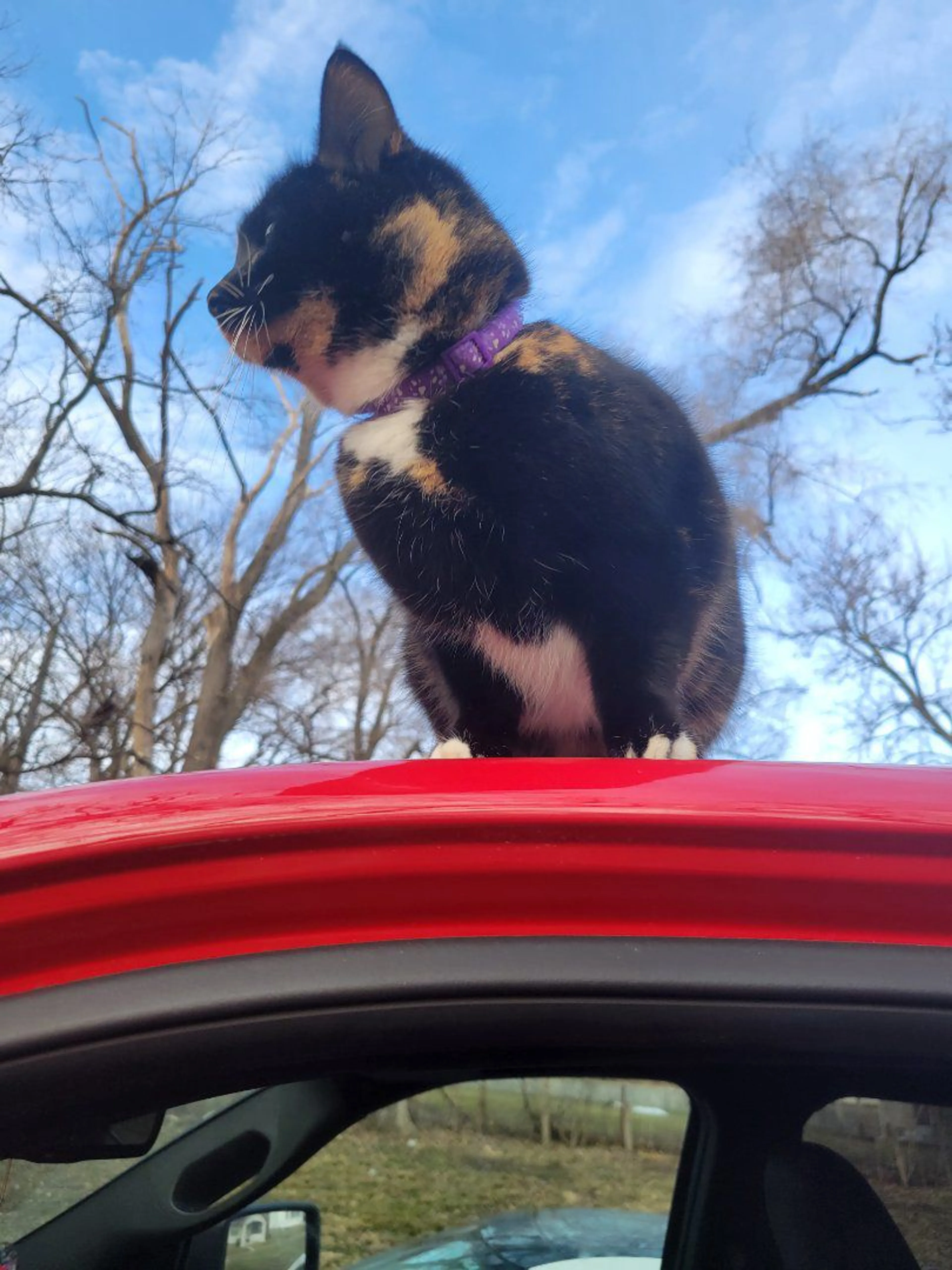Lost pet-2