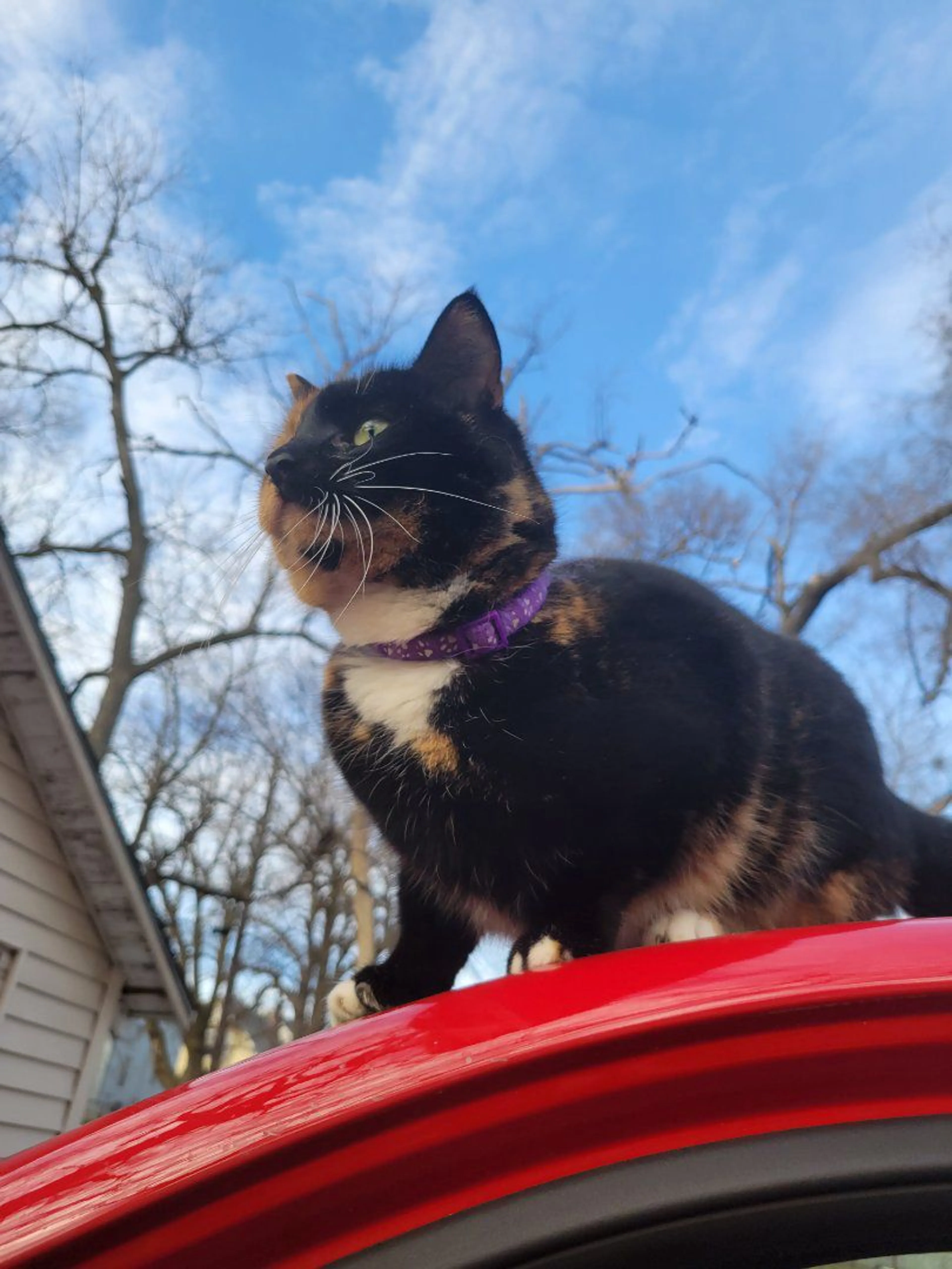 Lost pet-1
