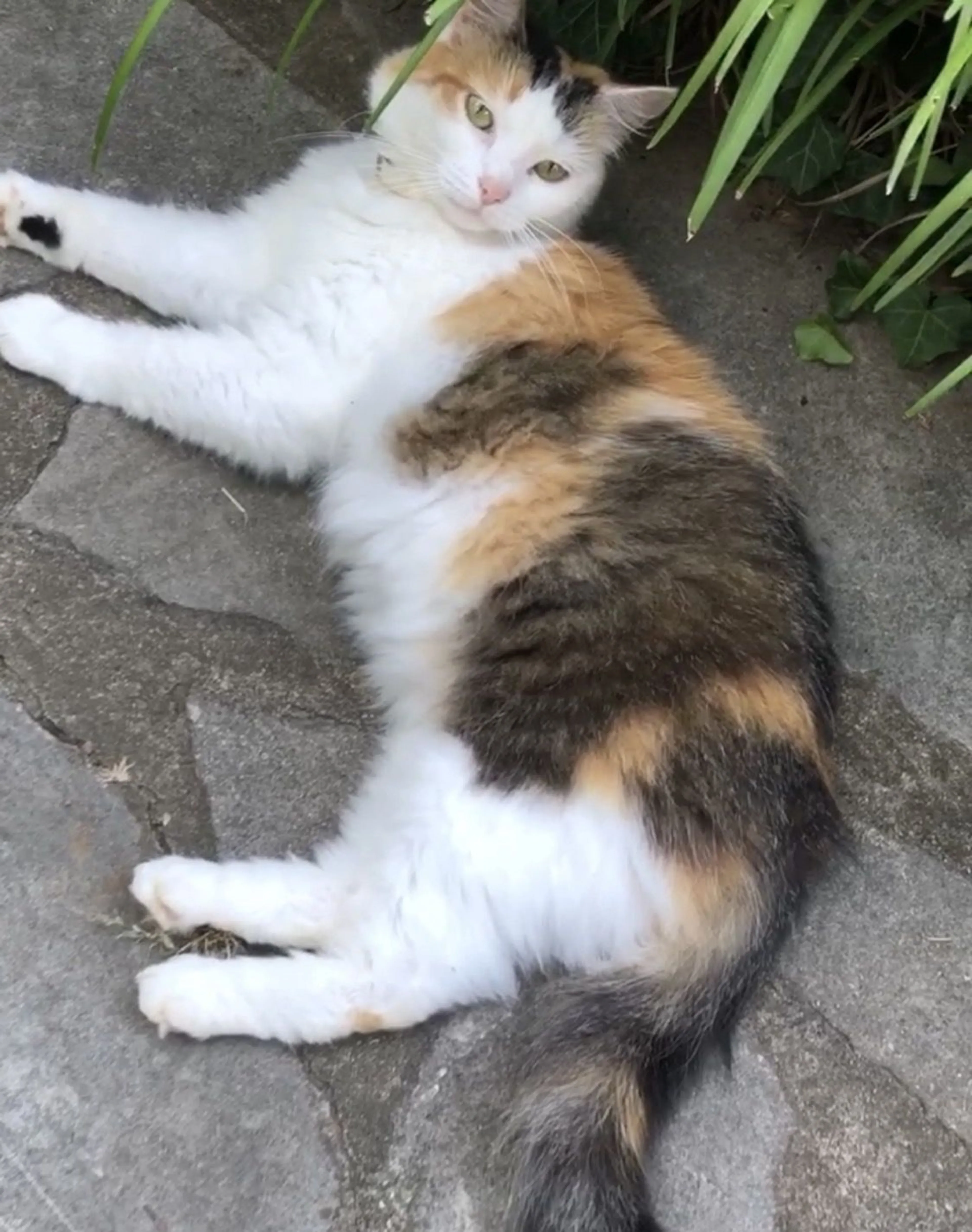 Lost pet-1