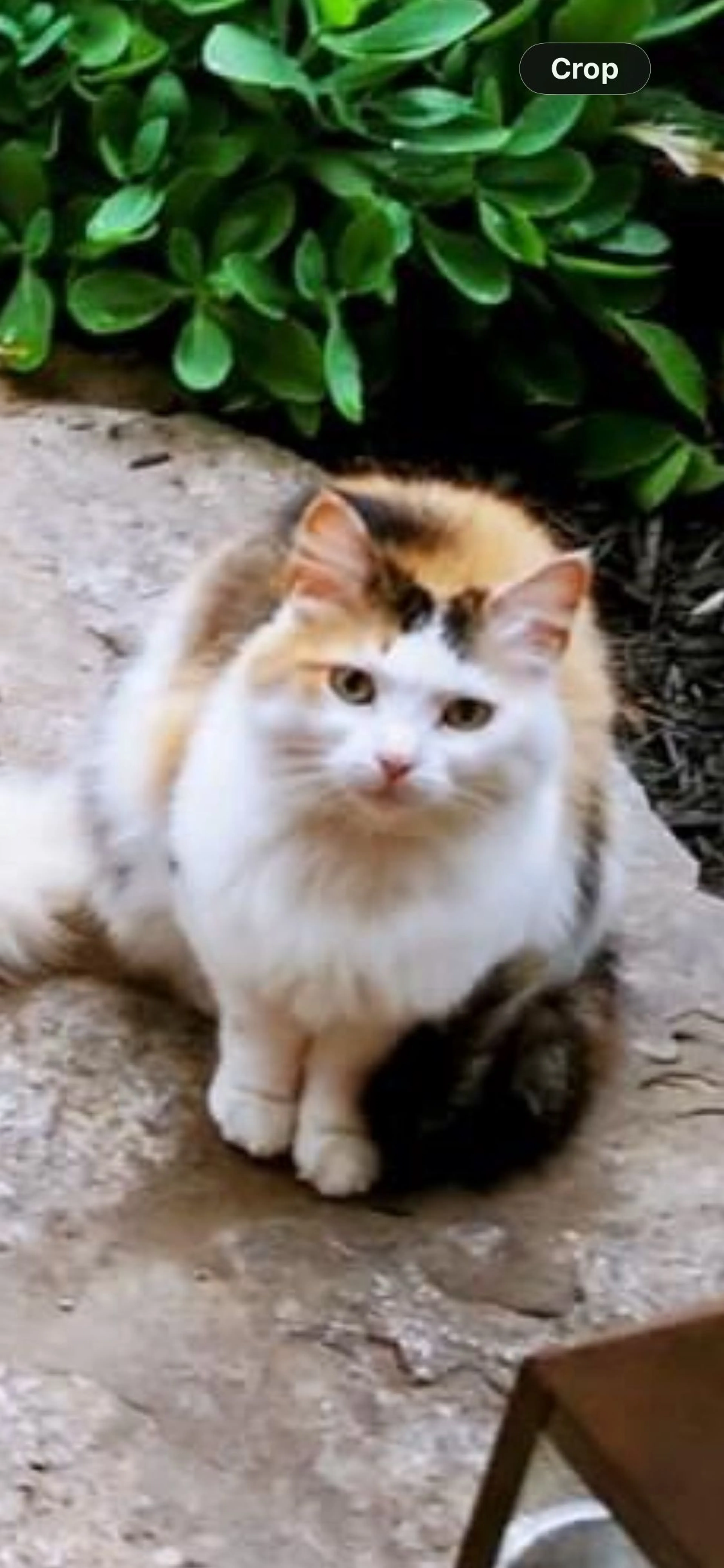 Lost pet-0