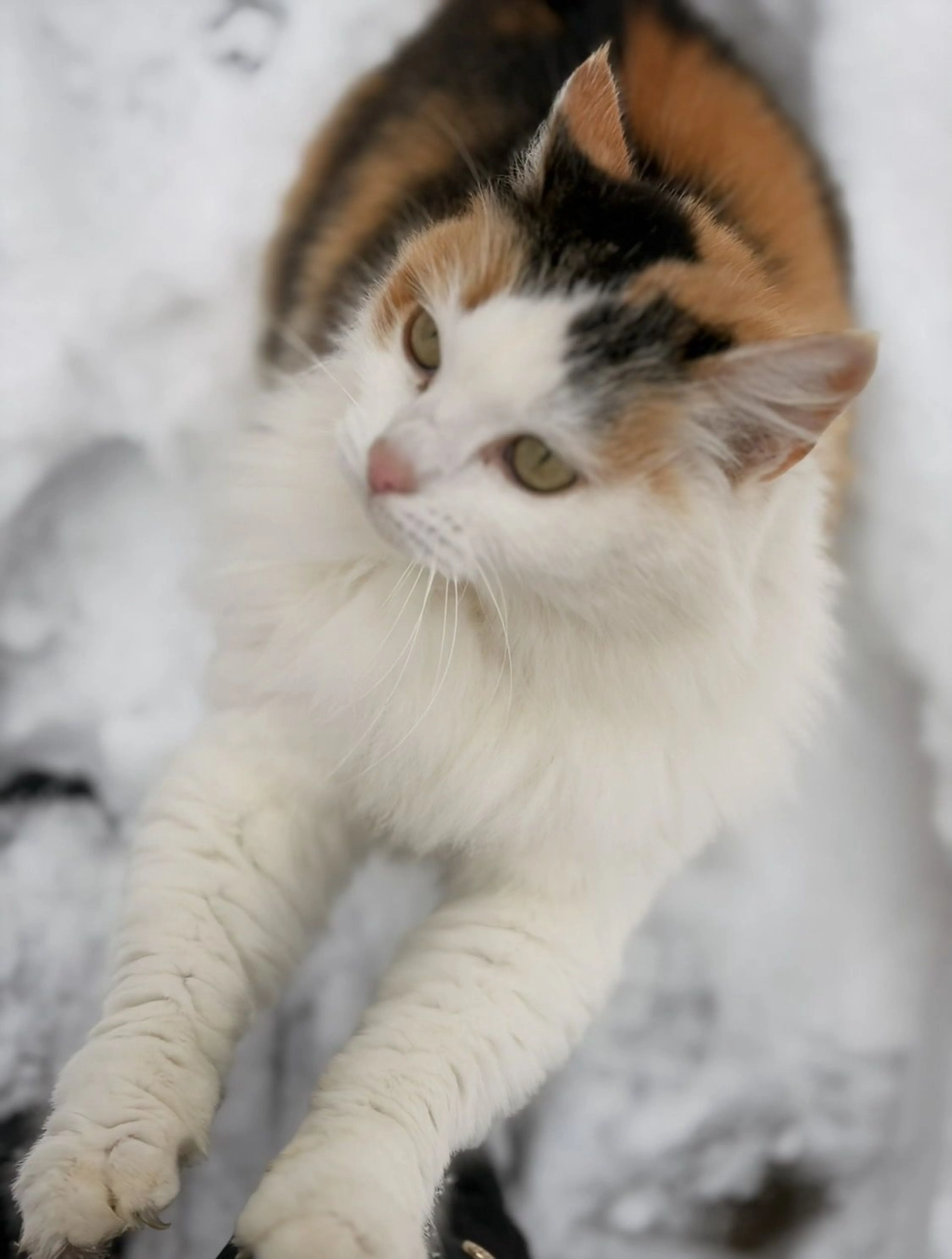 Lost pet-2