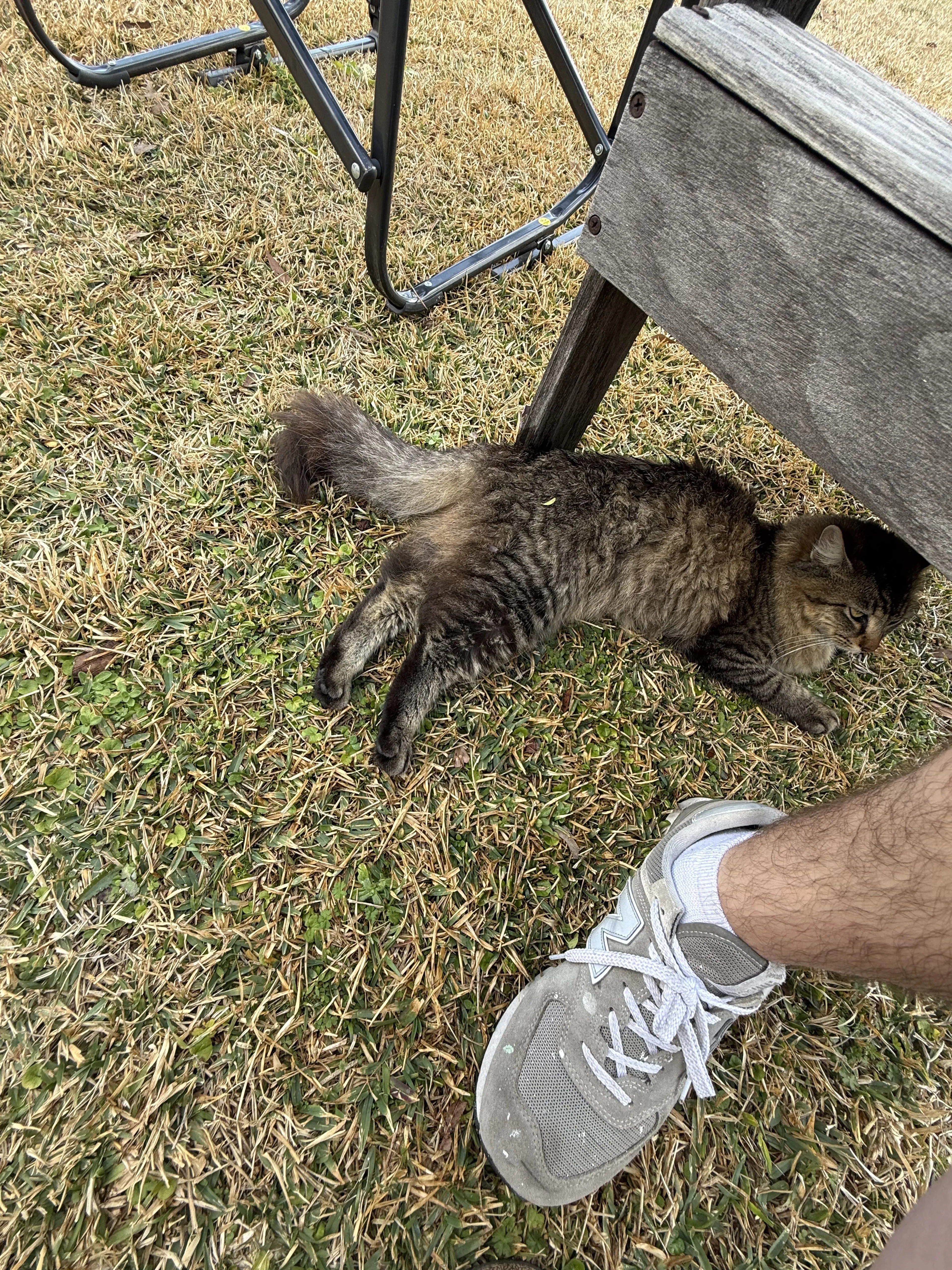 Lost pet-1
