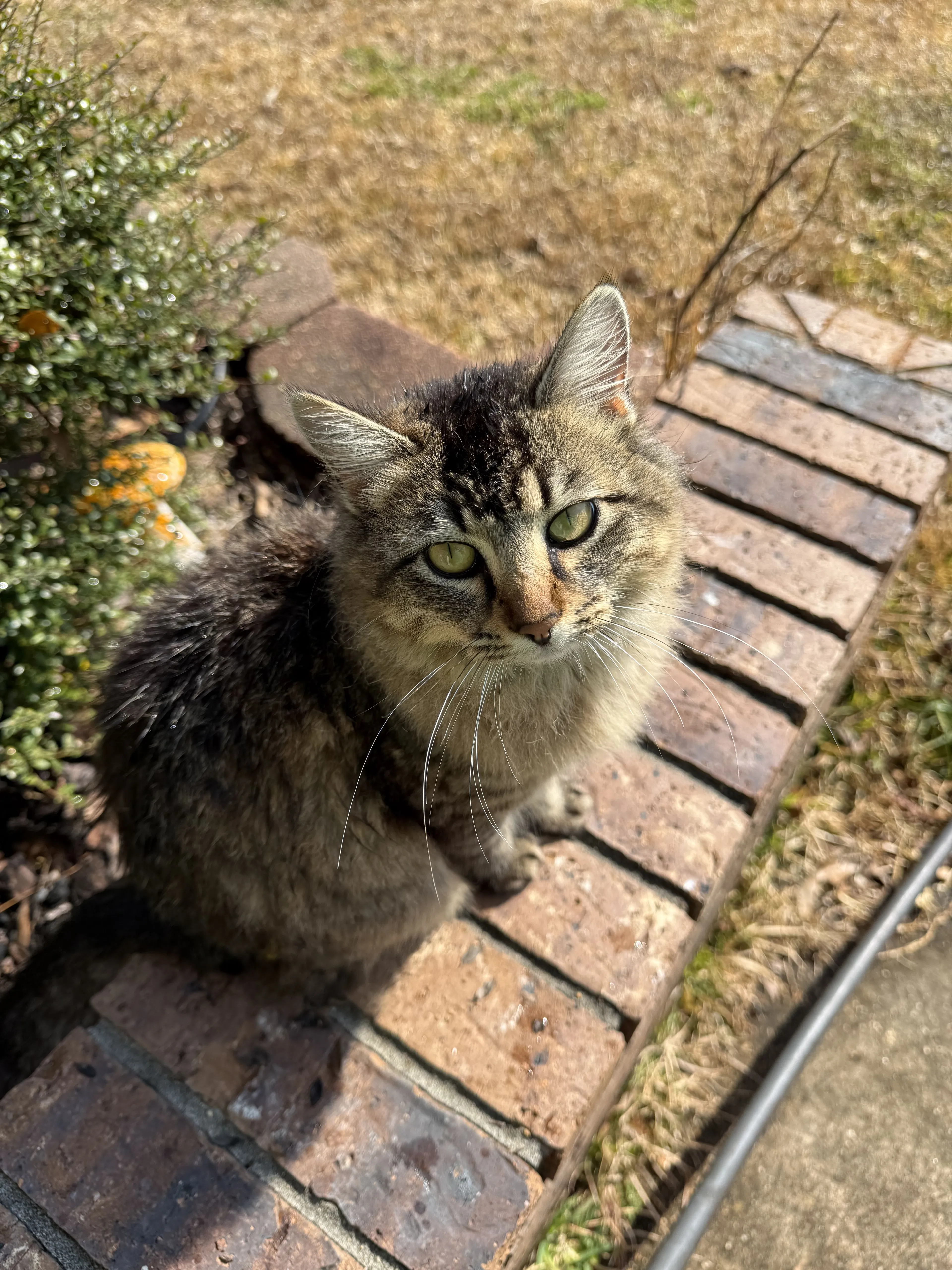 Lost pet-0