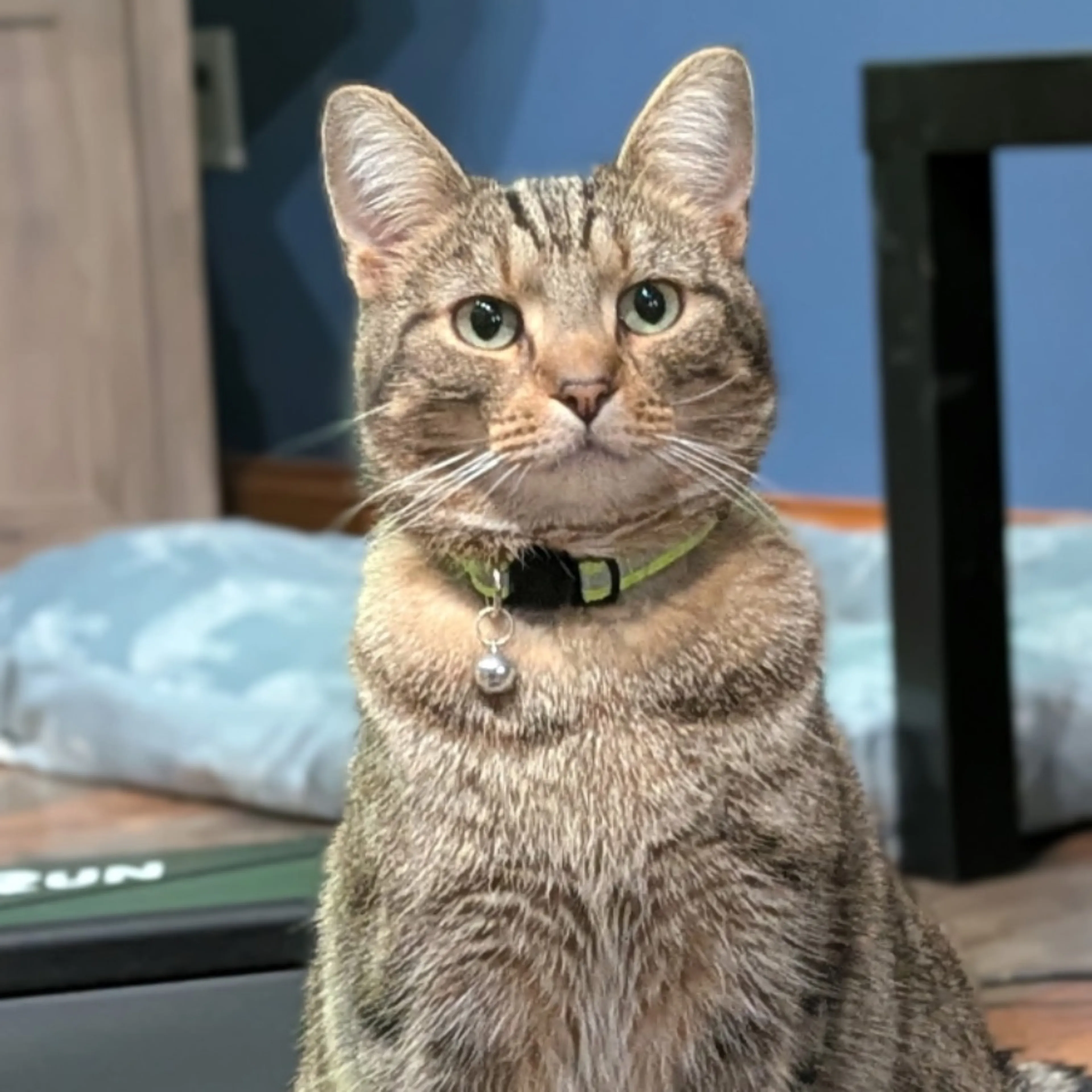 Lost pet