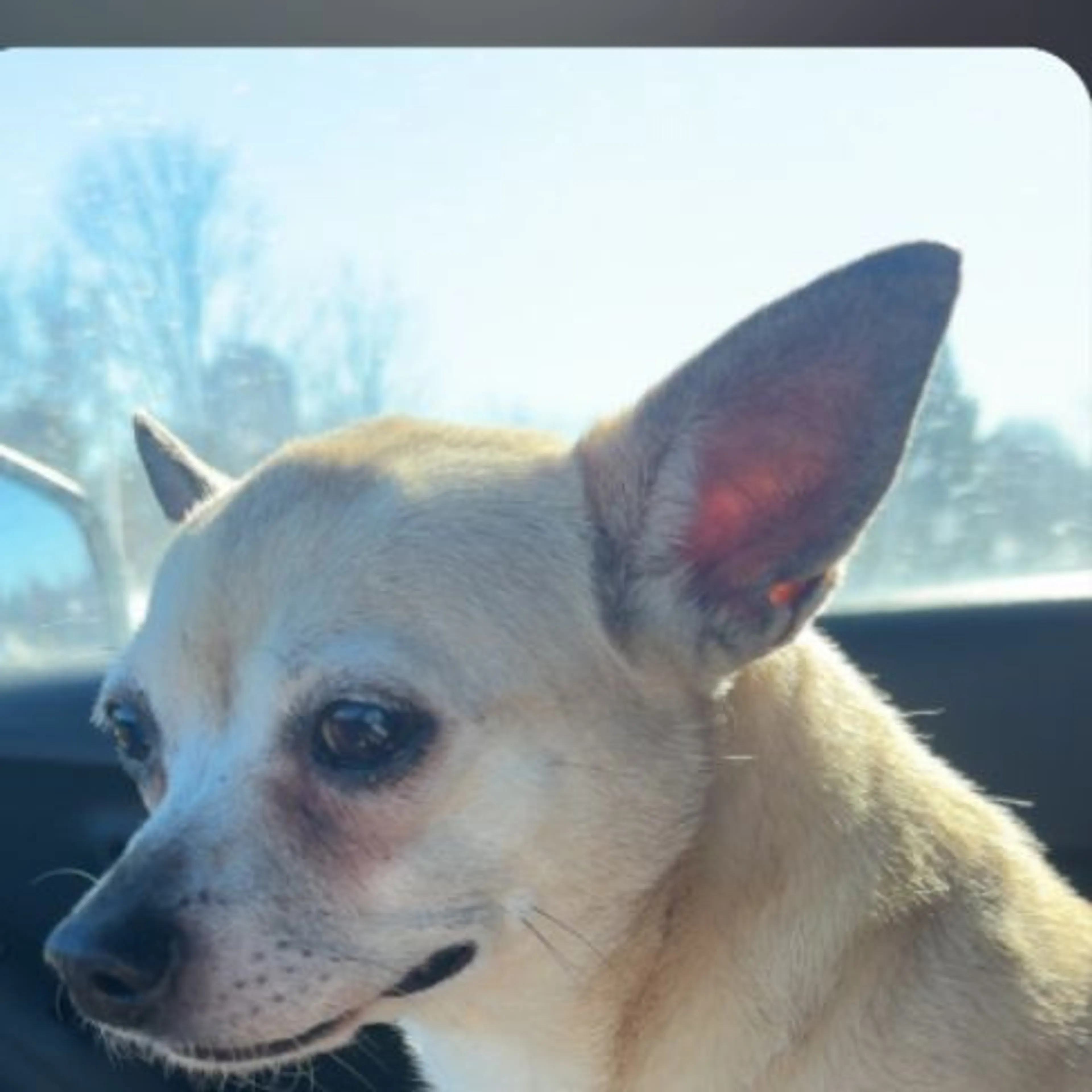 Lost pet