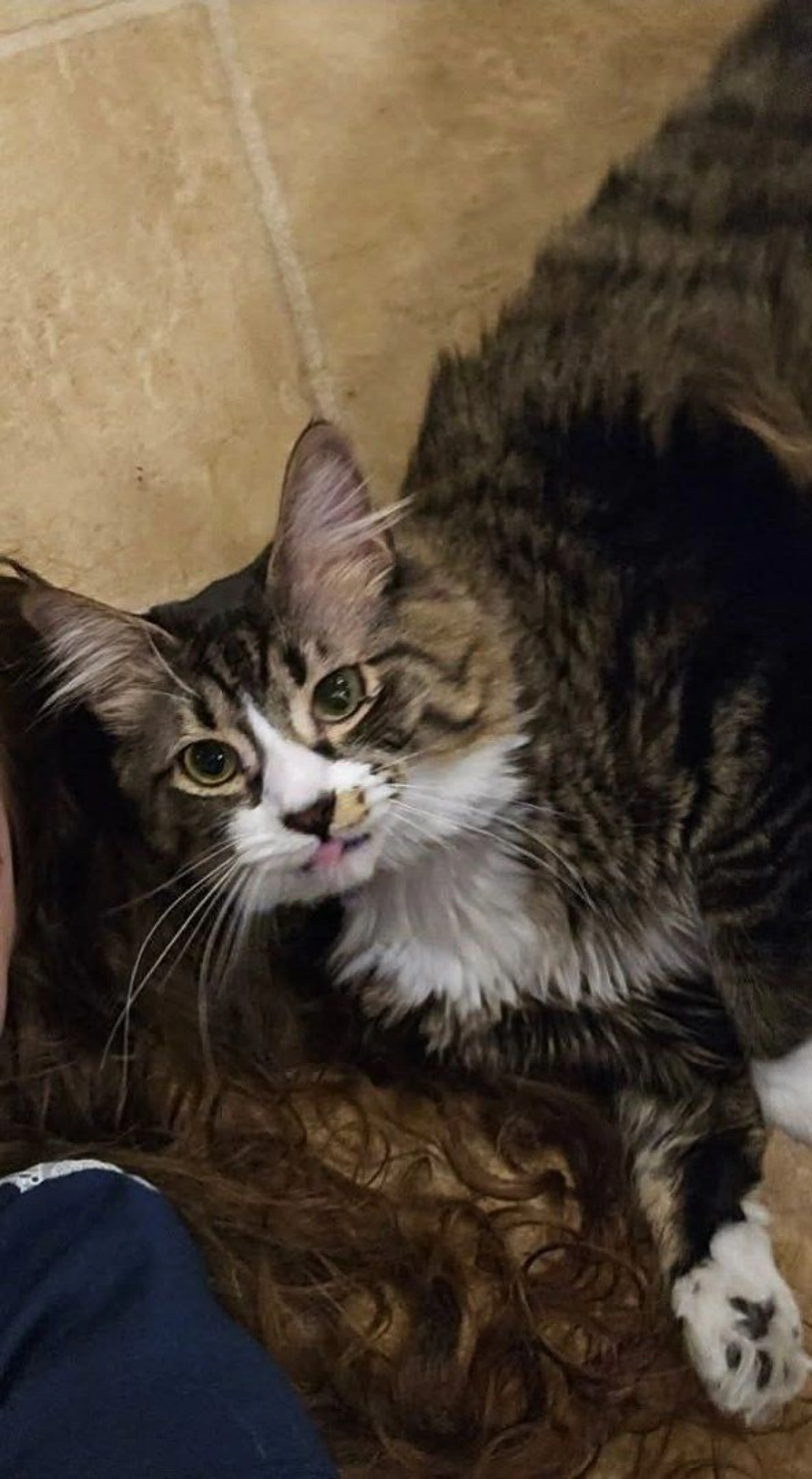Lost pet-1