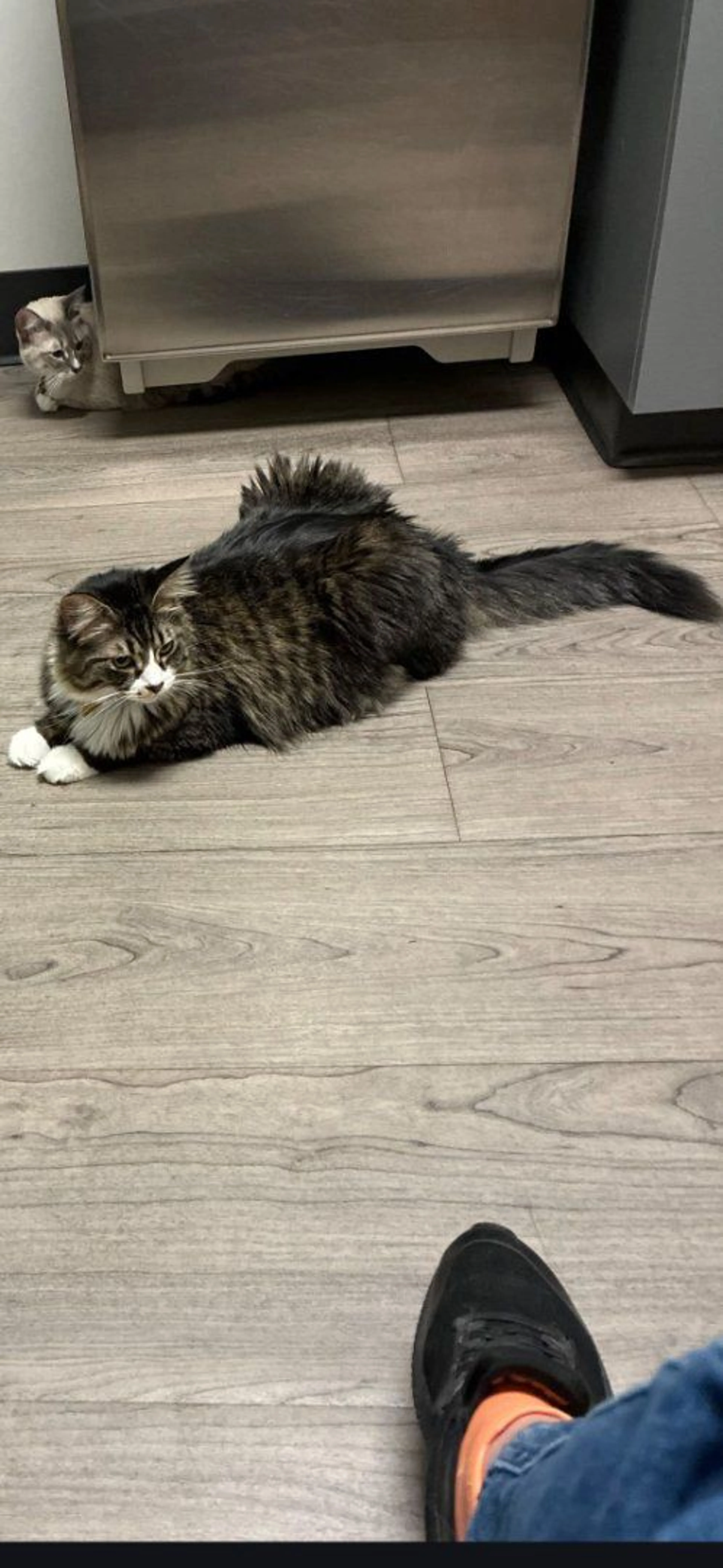 Lost pet-0