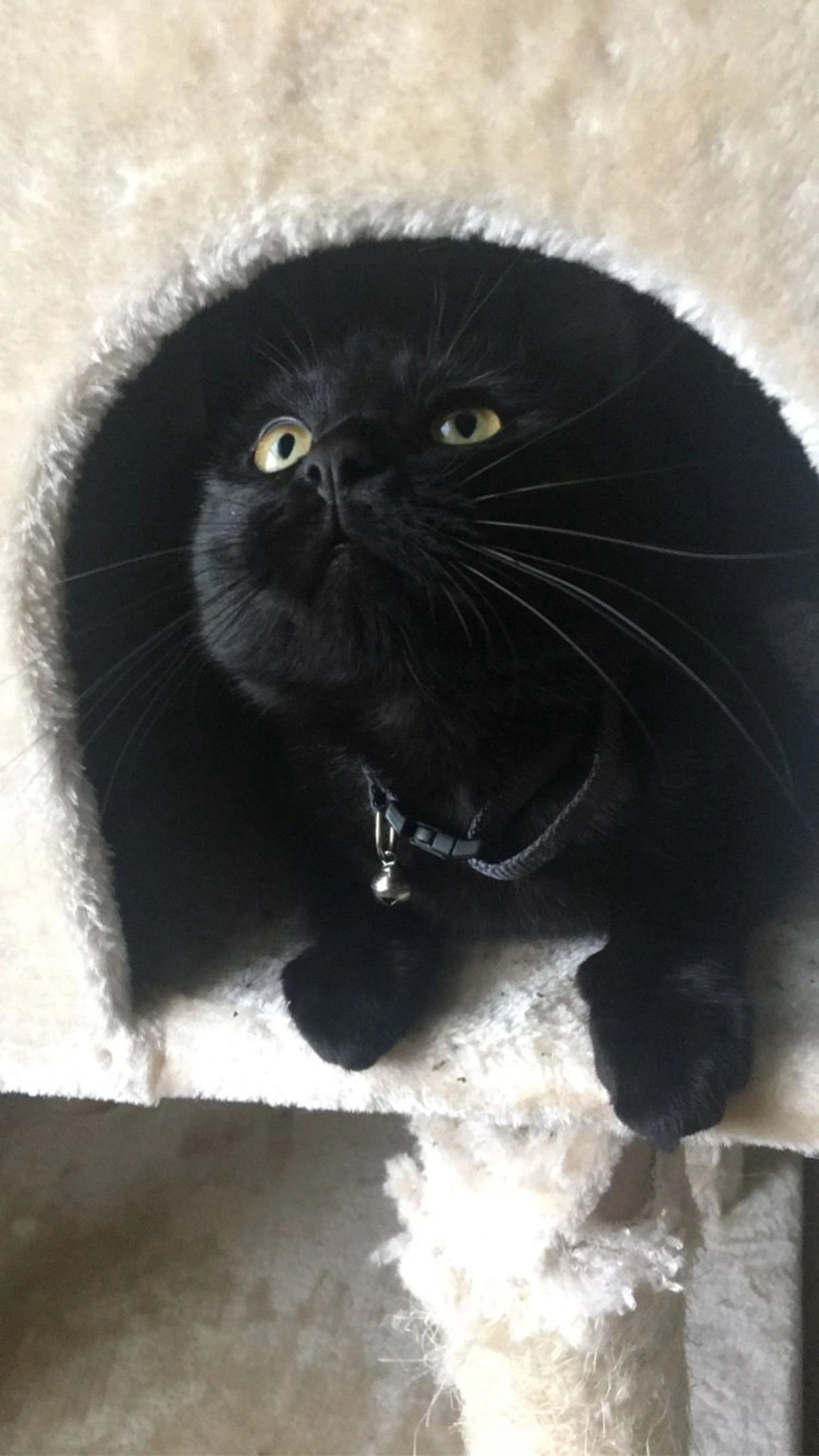Lost pet-3
