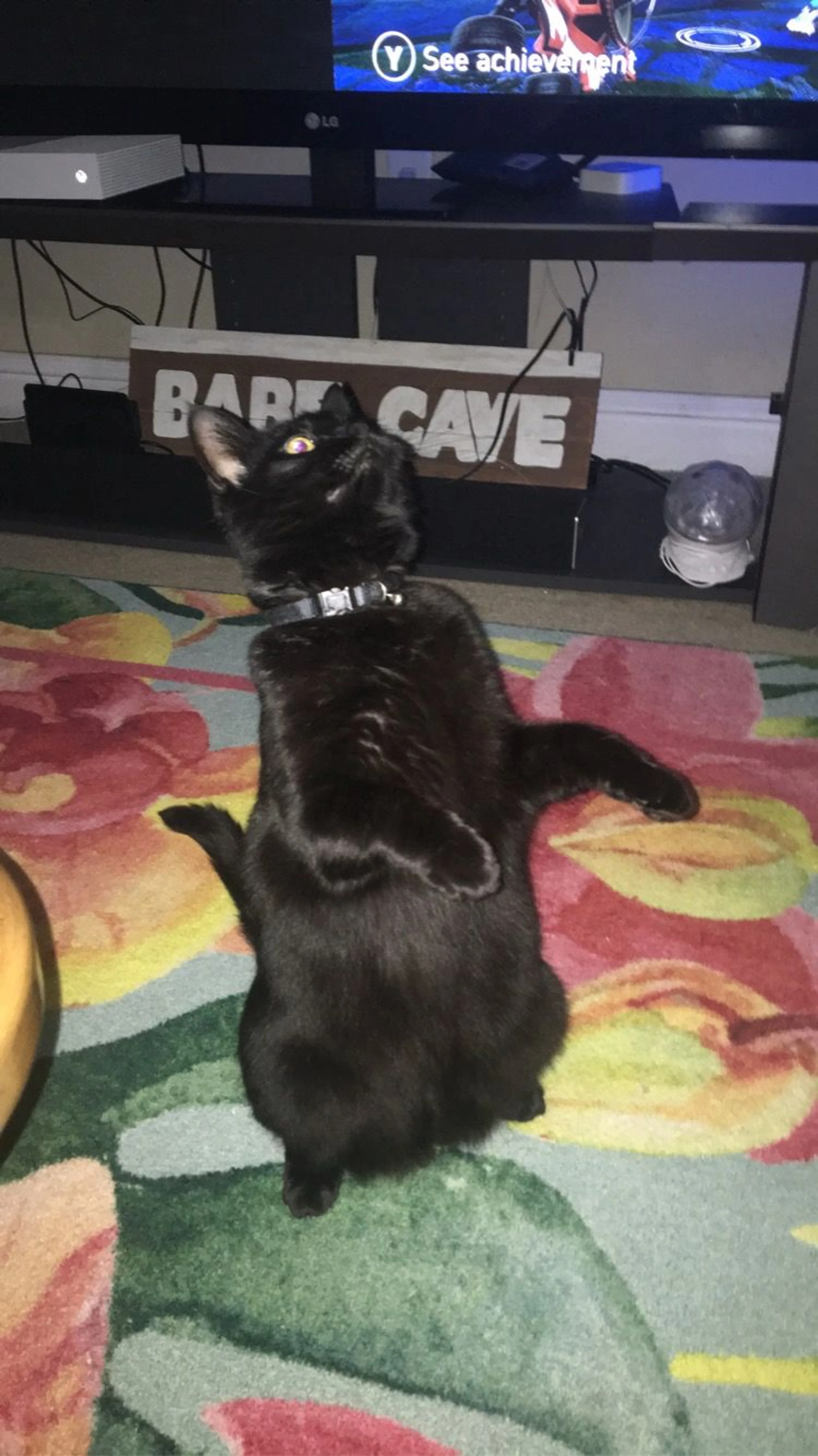 Lost pet-1