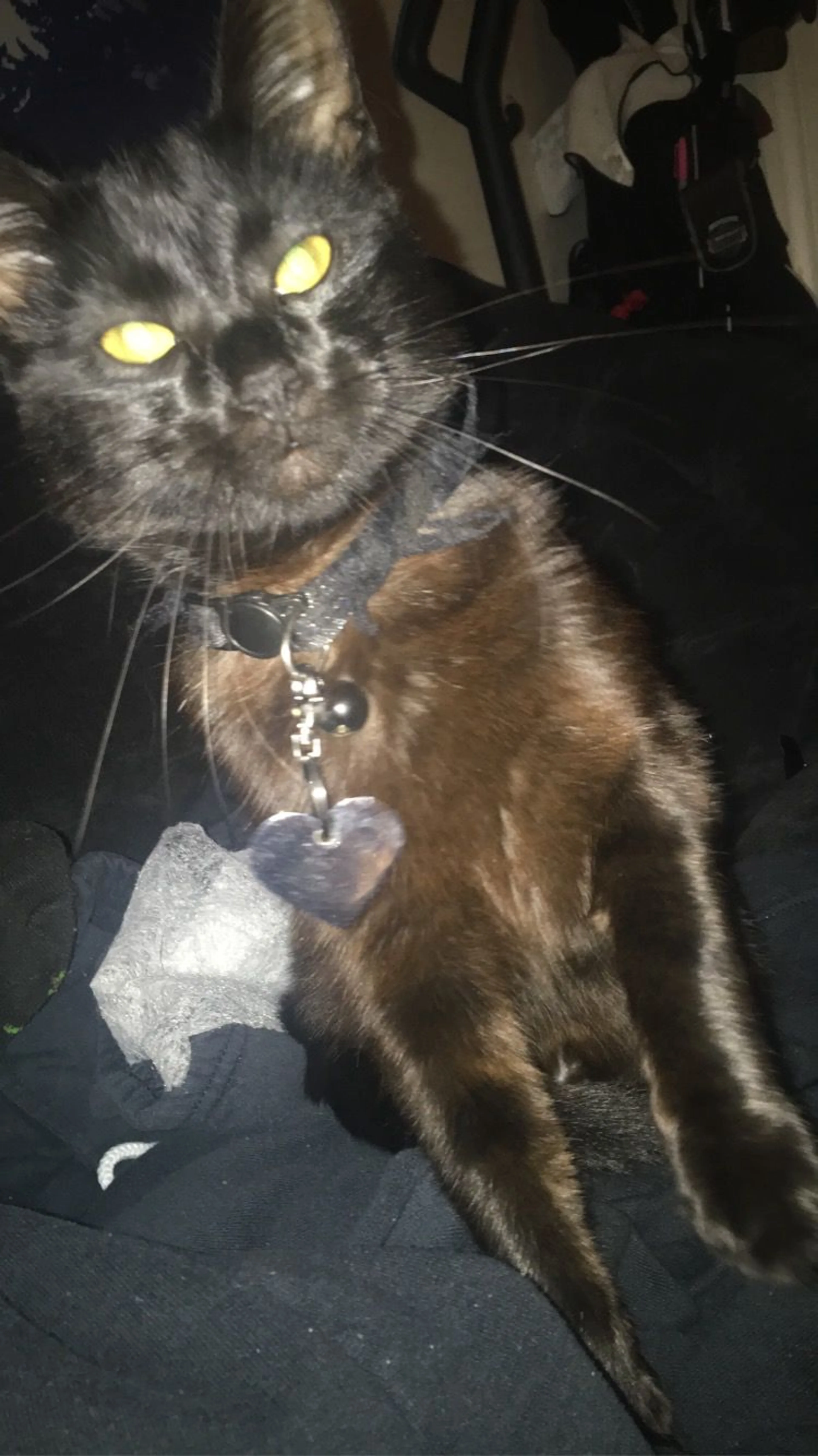 Lost pet-4