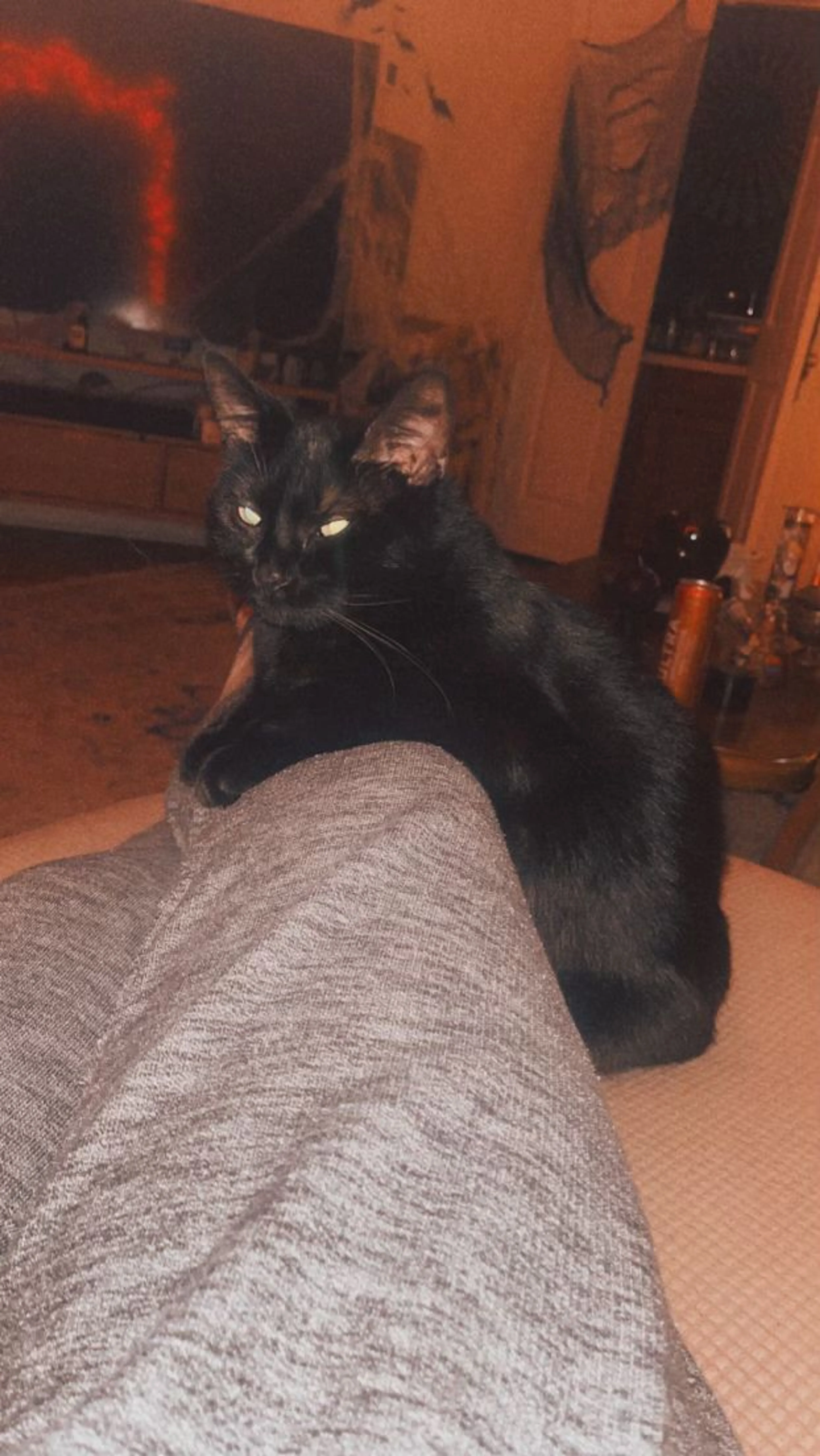 Lost pet-2