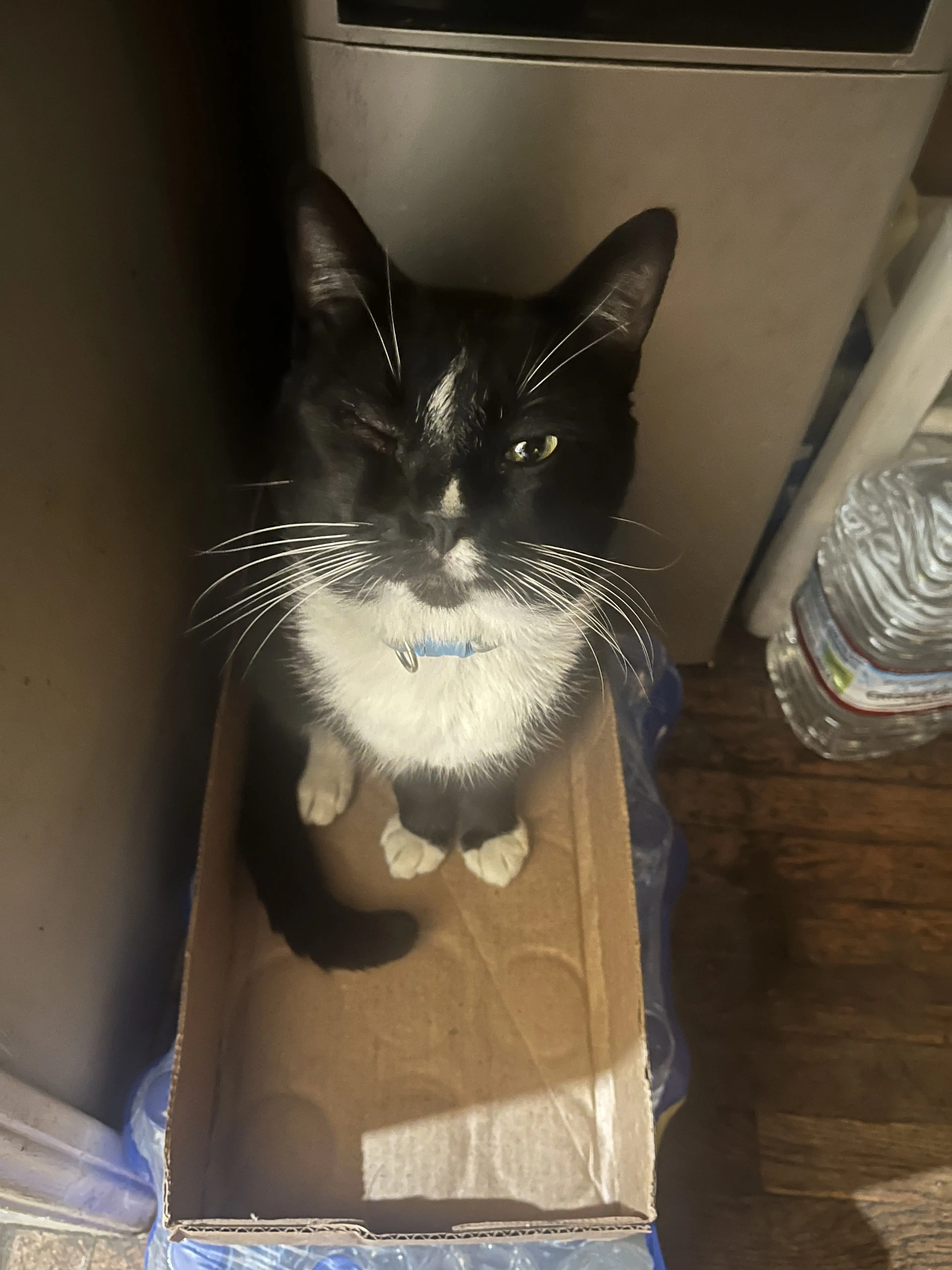 Lost pet-3