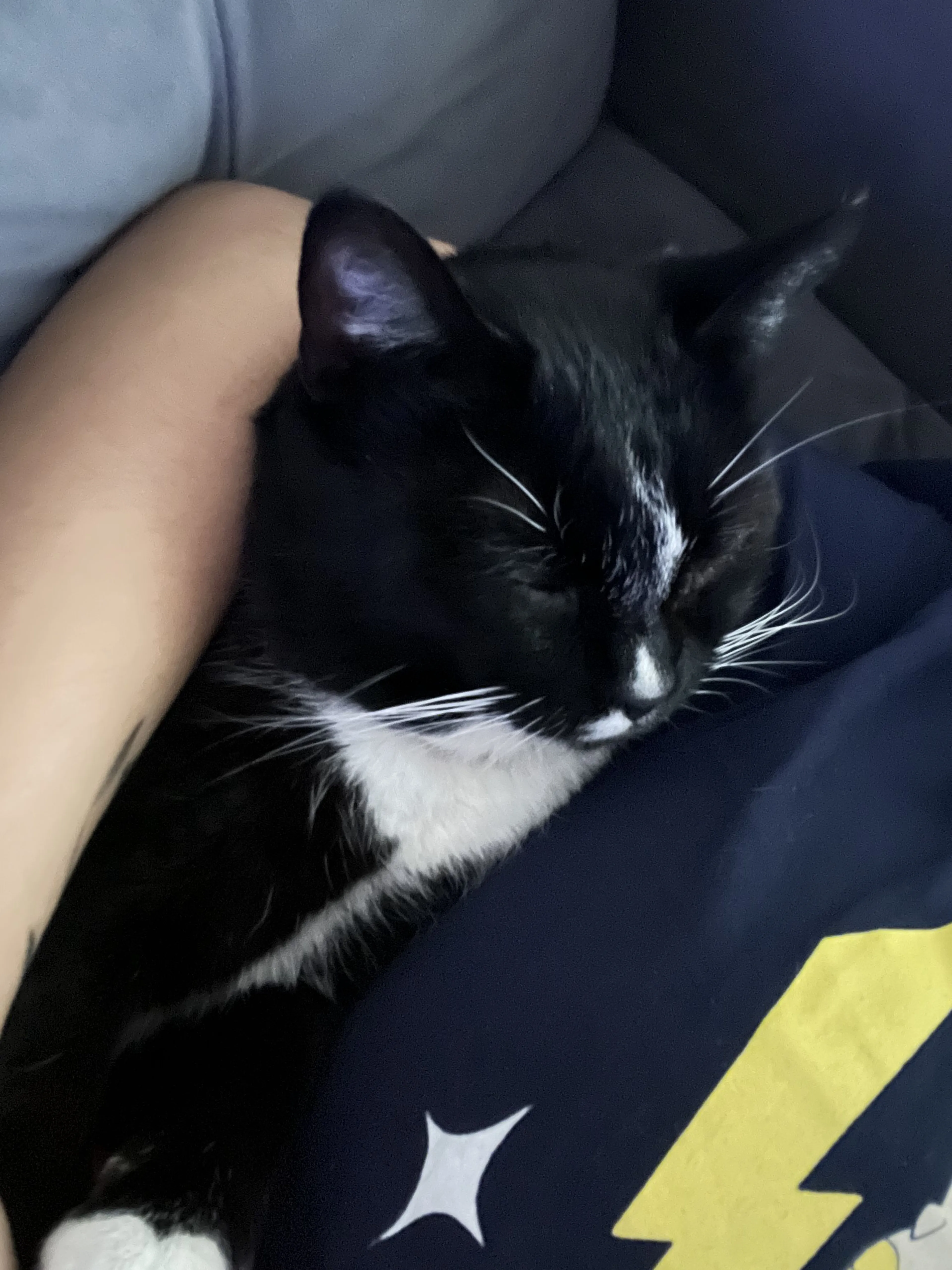 Lost pet-2