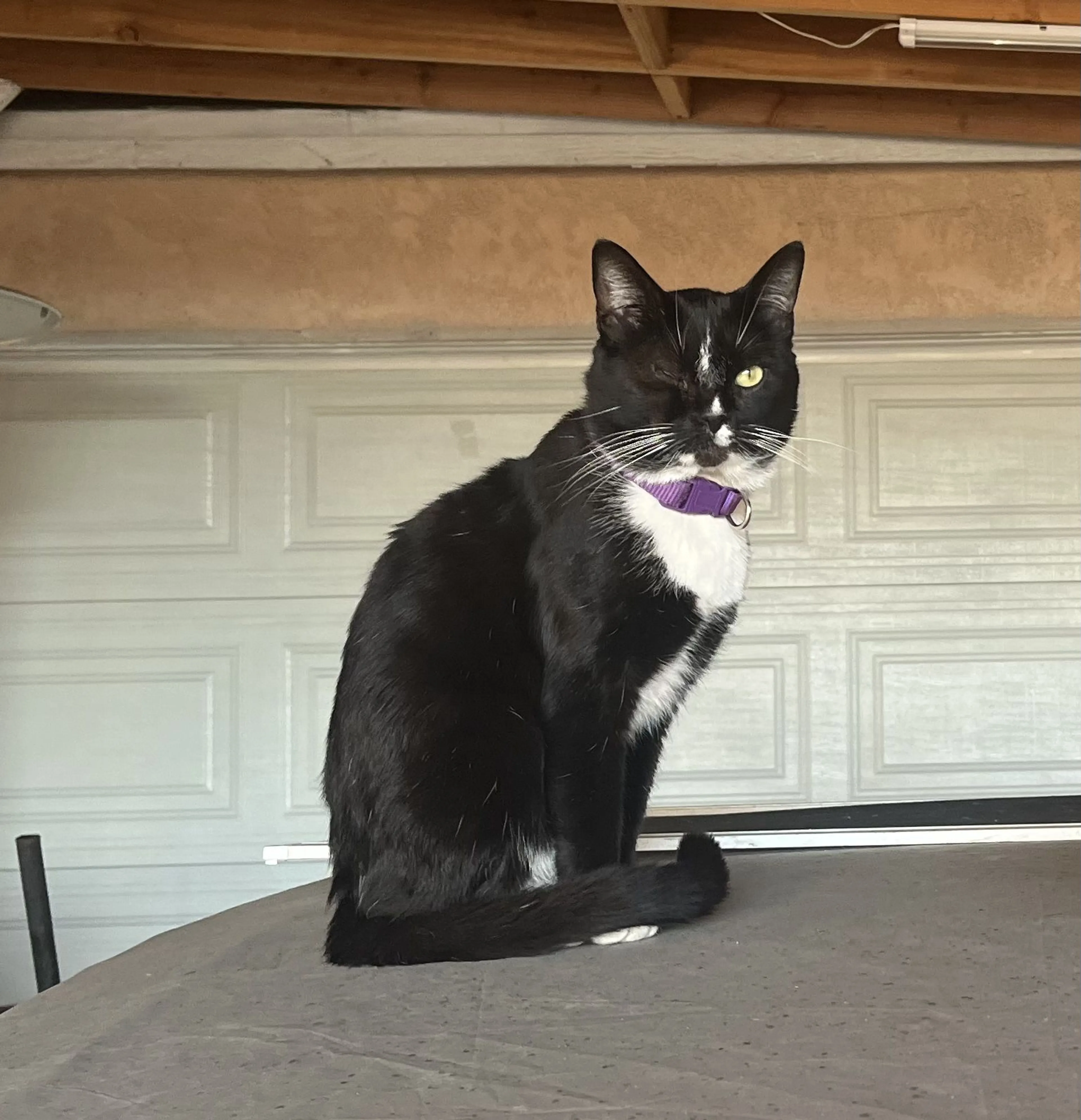Lost pet-4