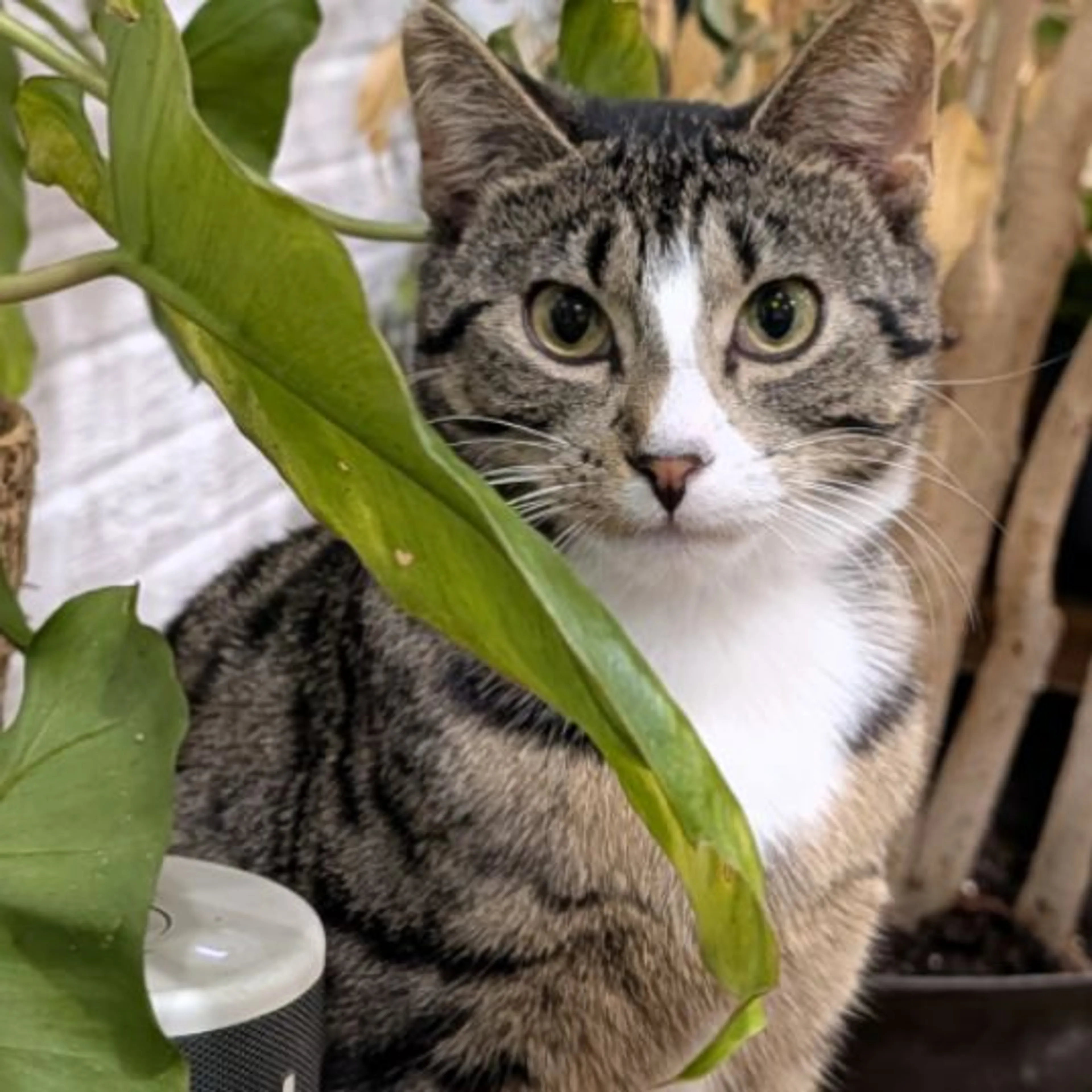 Lost pet