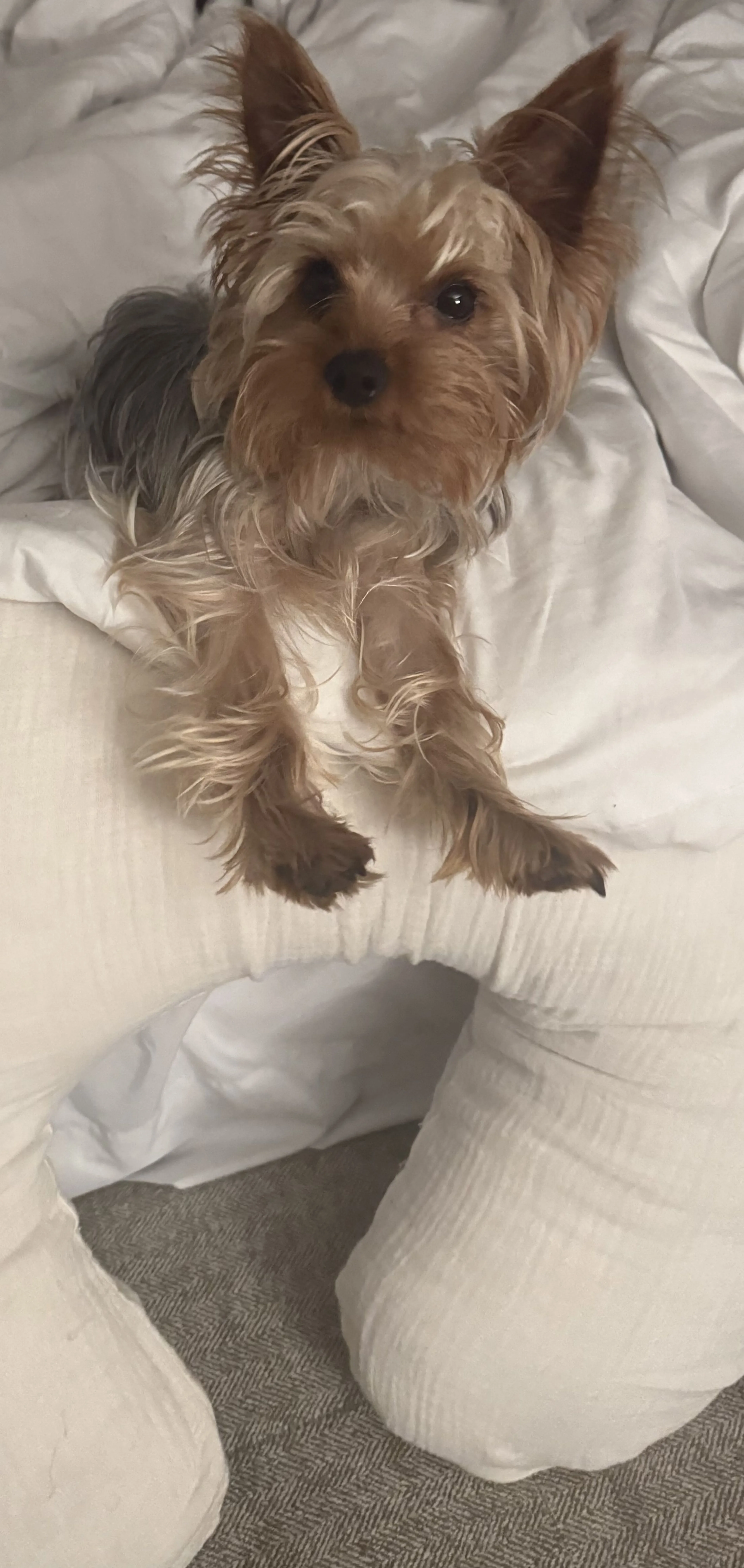 Lost pet