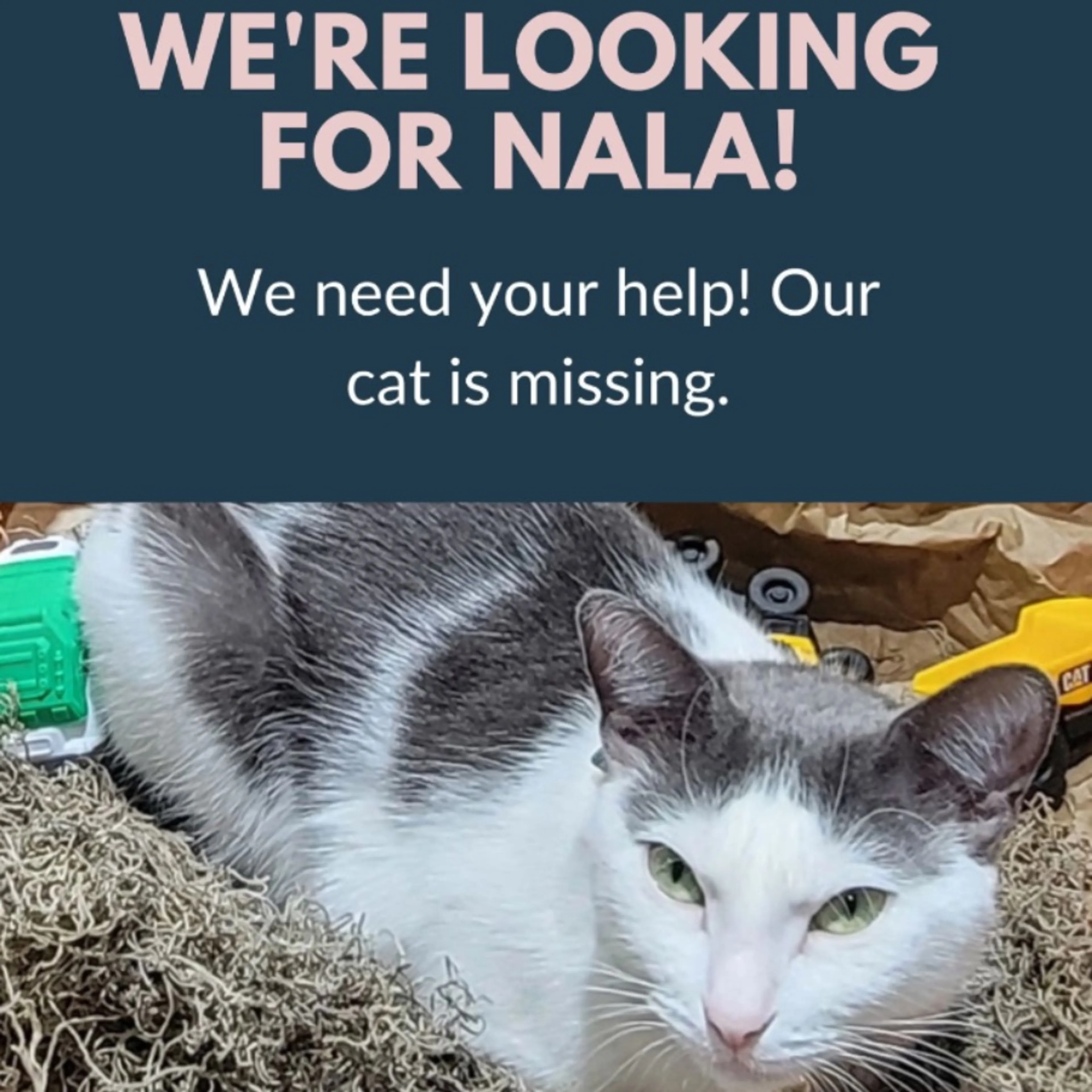 Lost pet