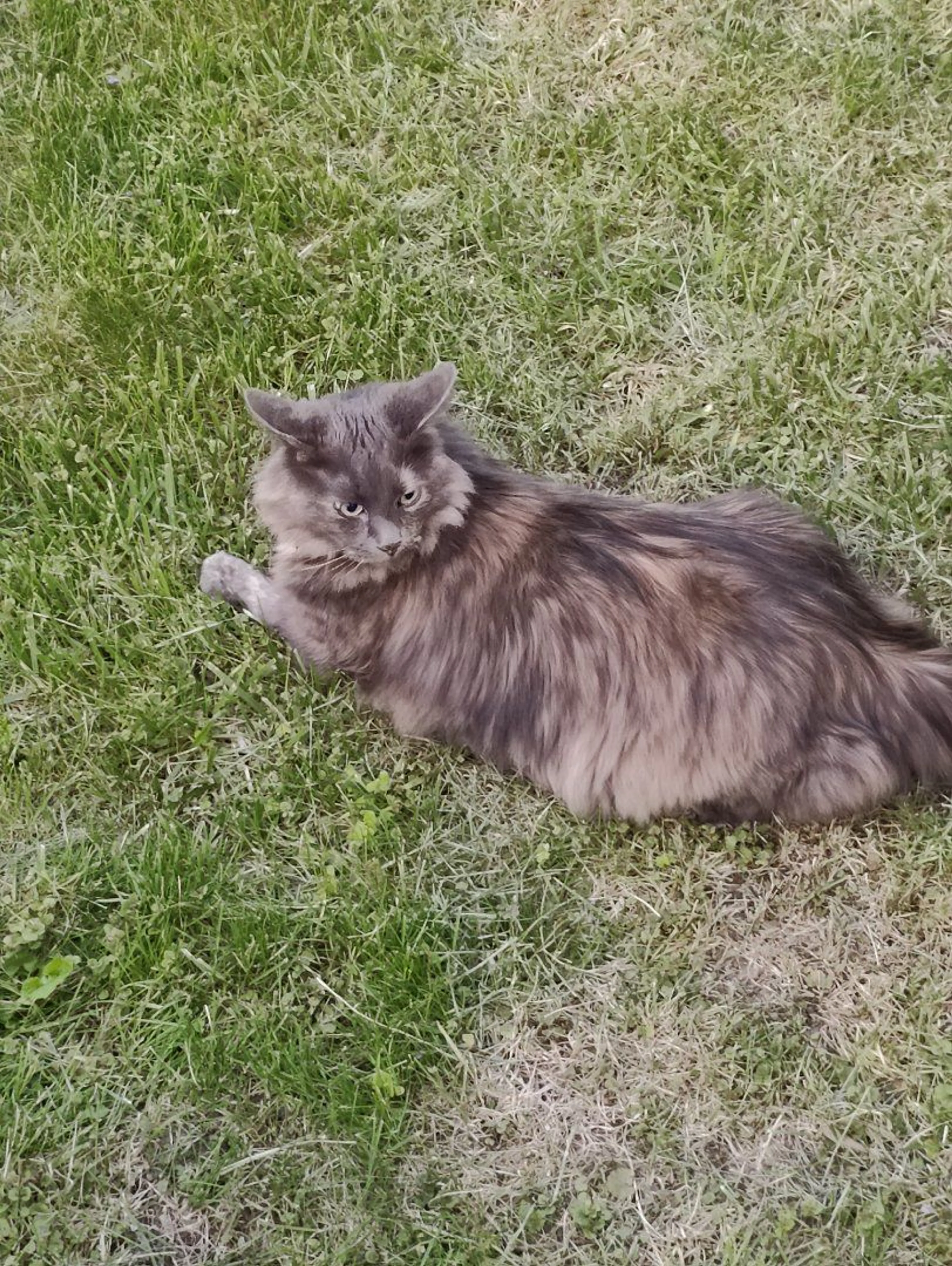 Lost pet