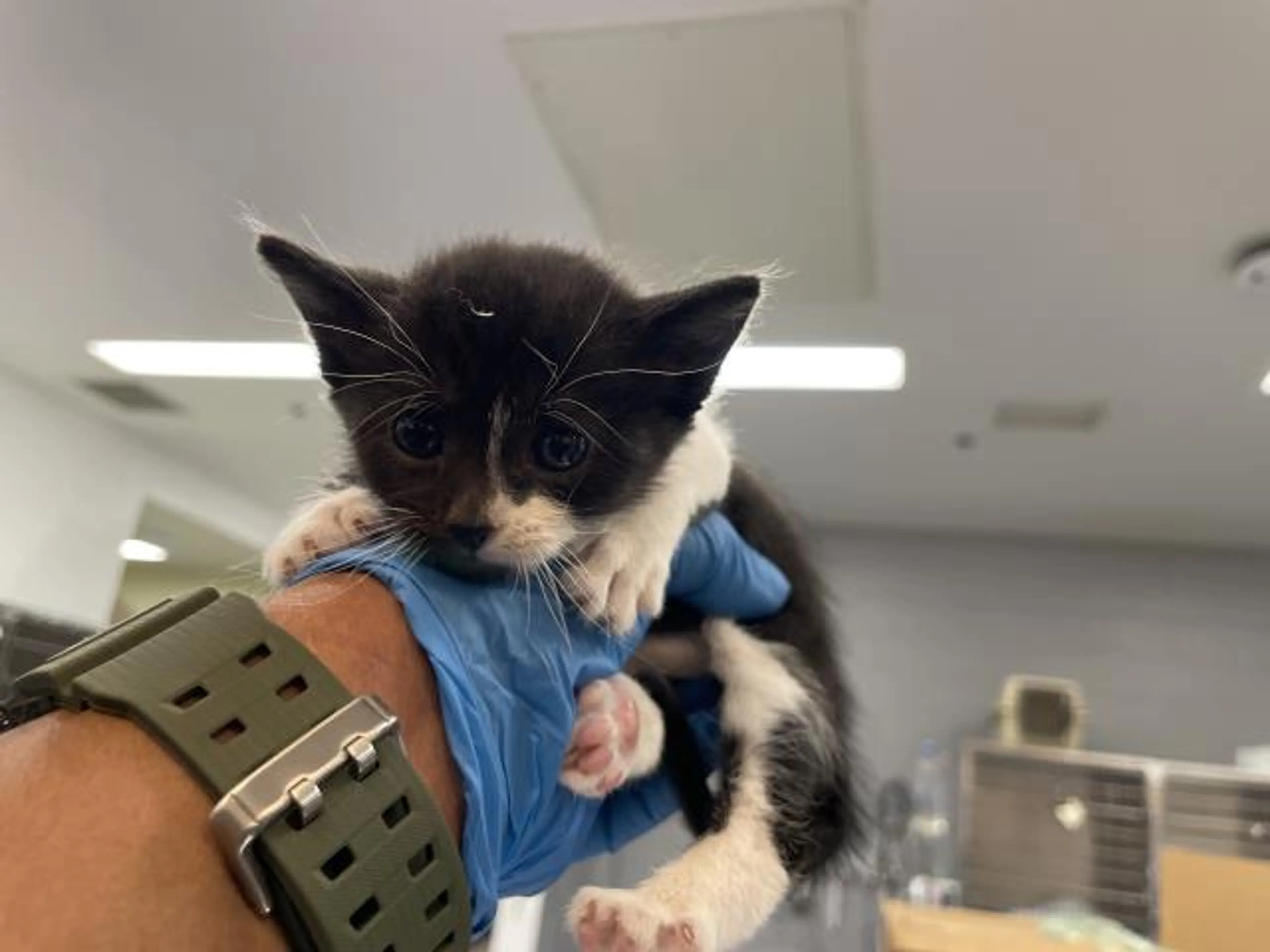 Found pet