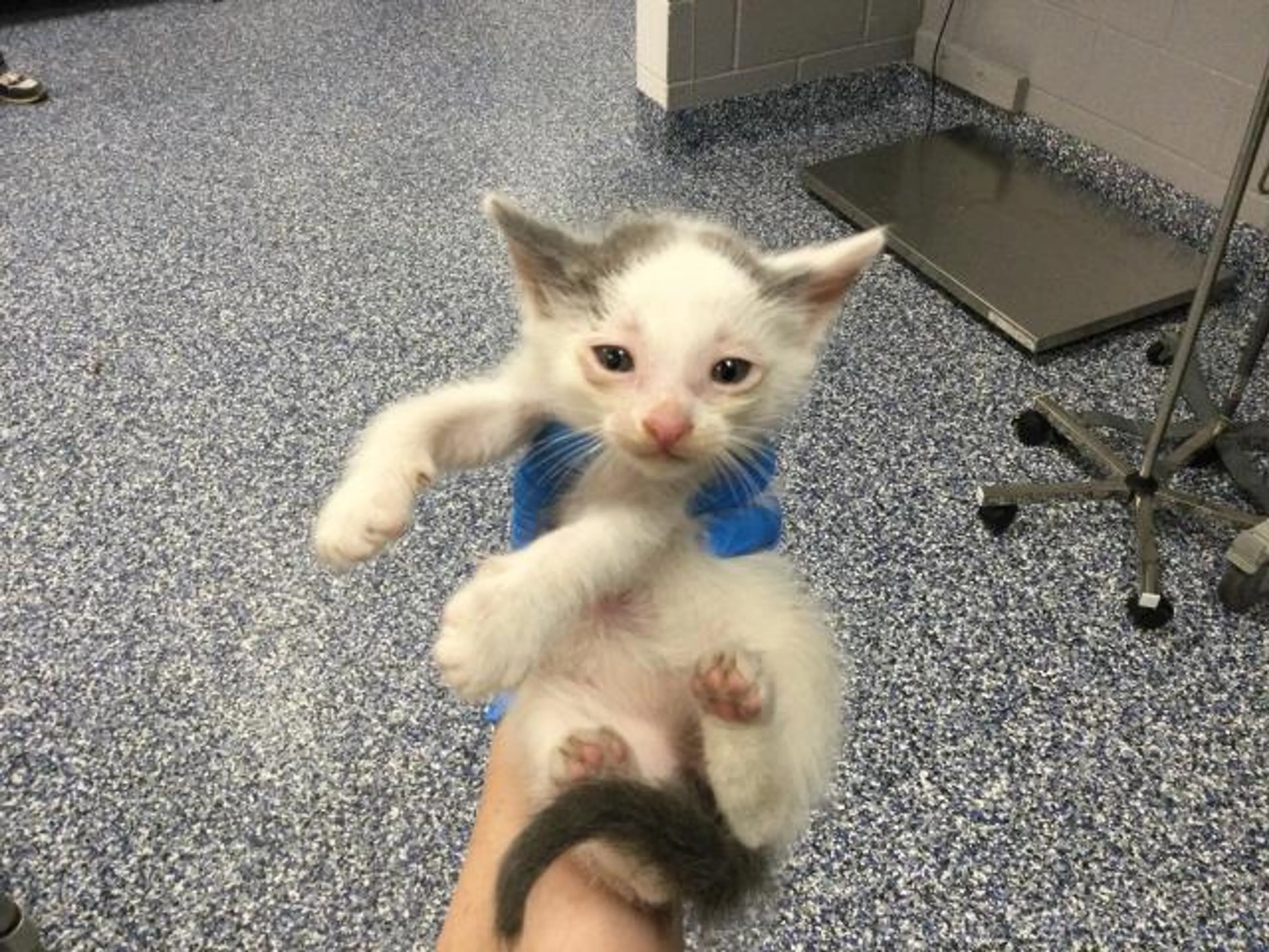 Found pet