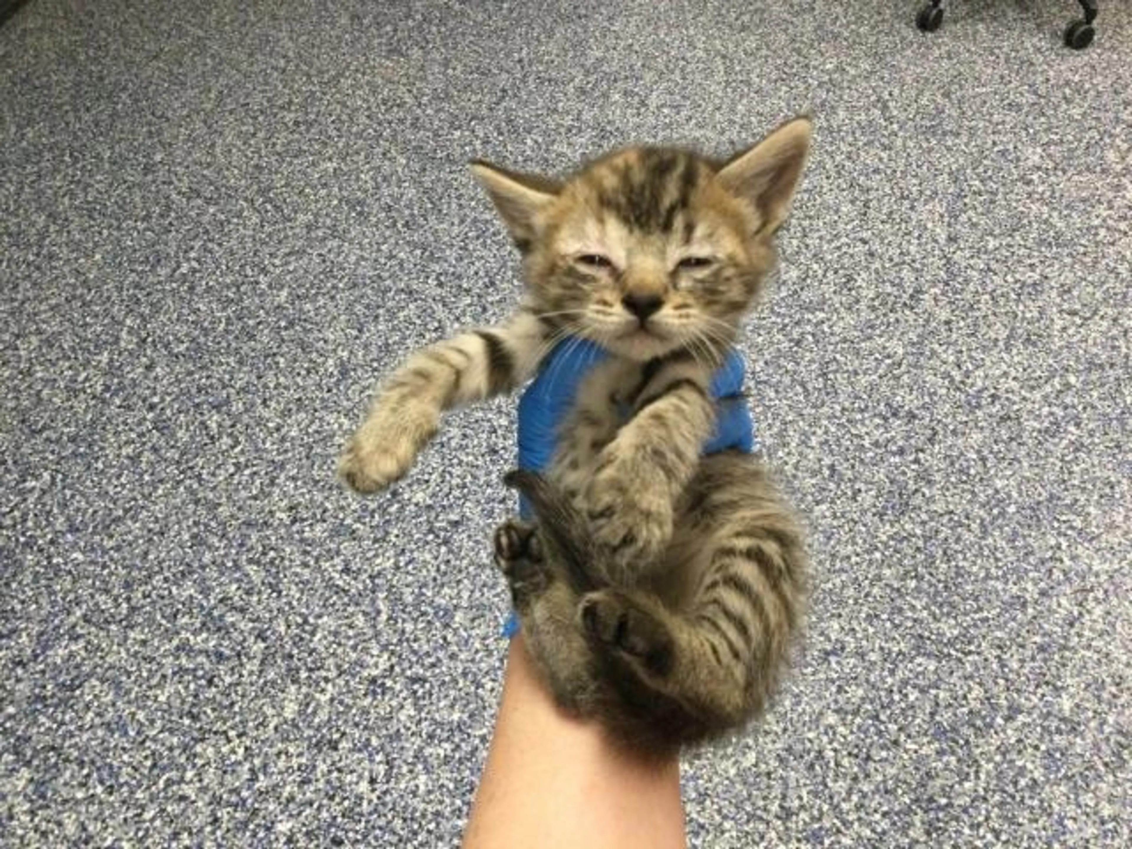 Found pet