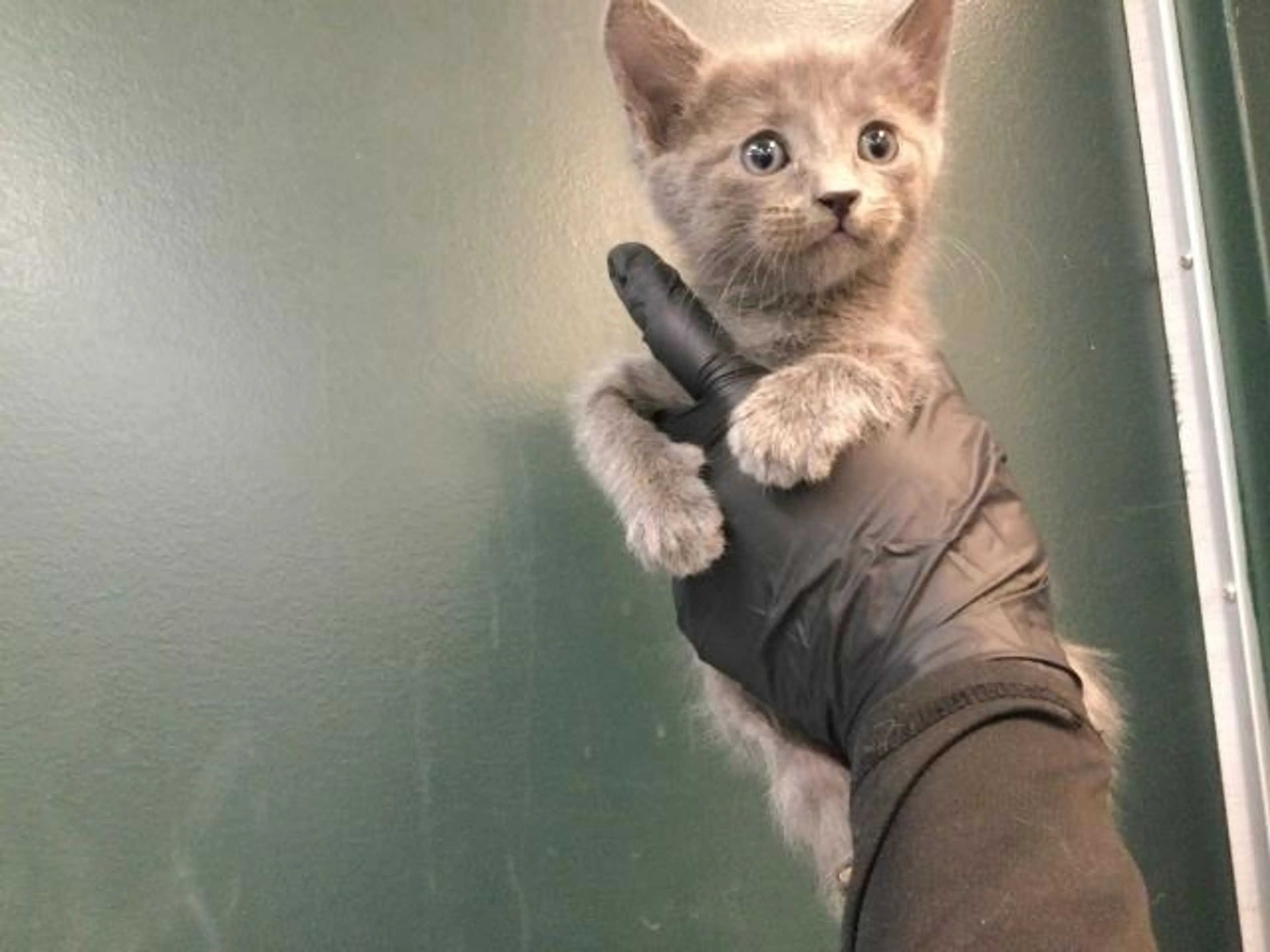 Found pet