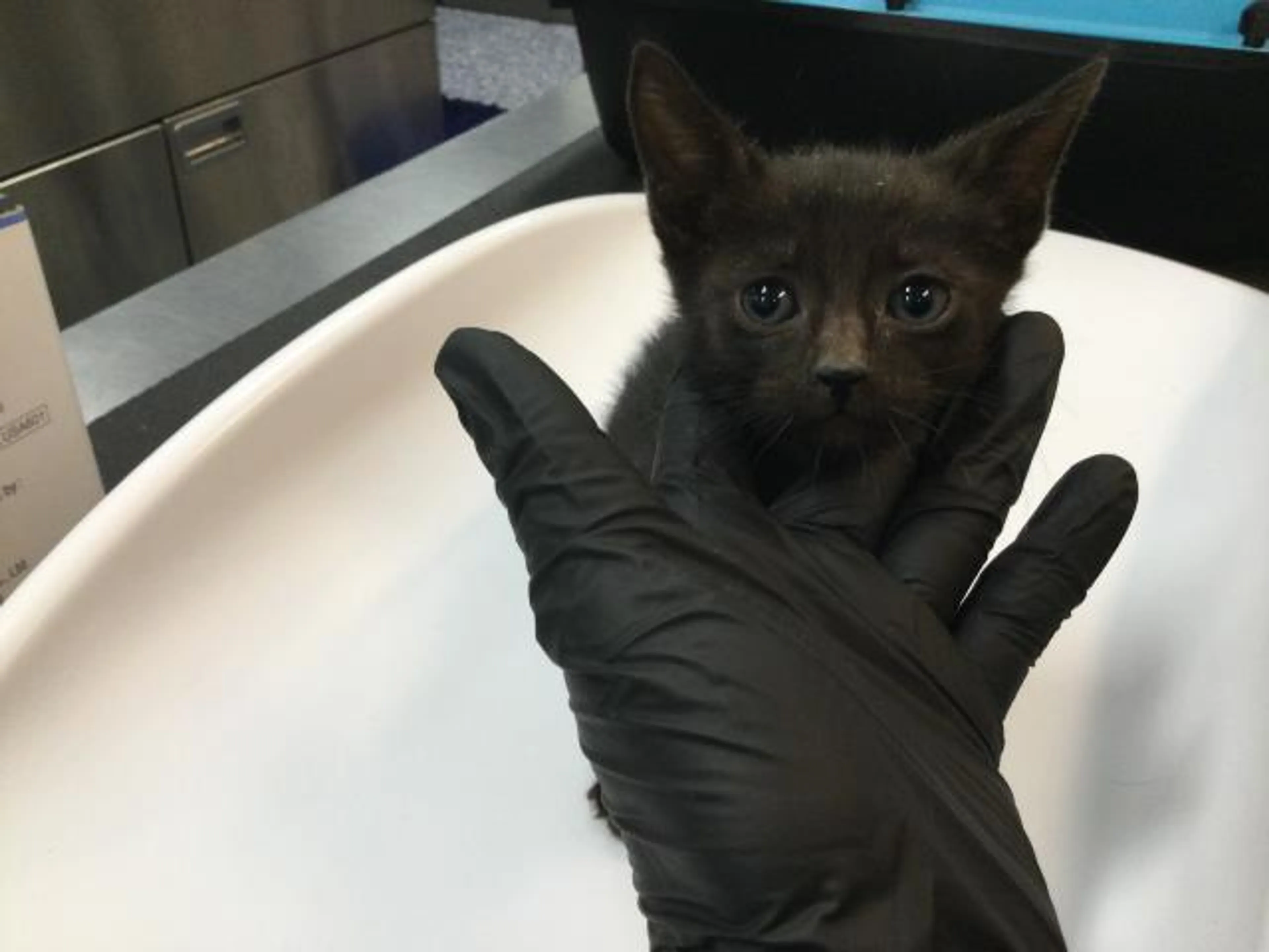 Found pet