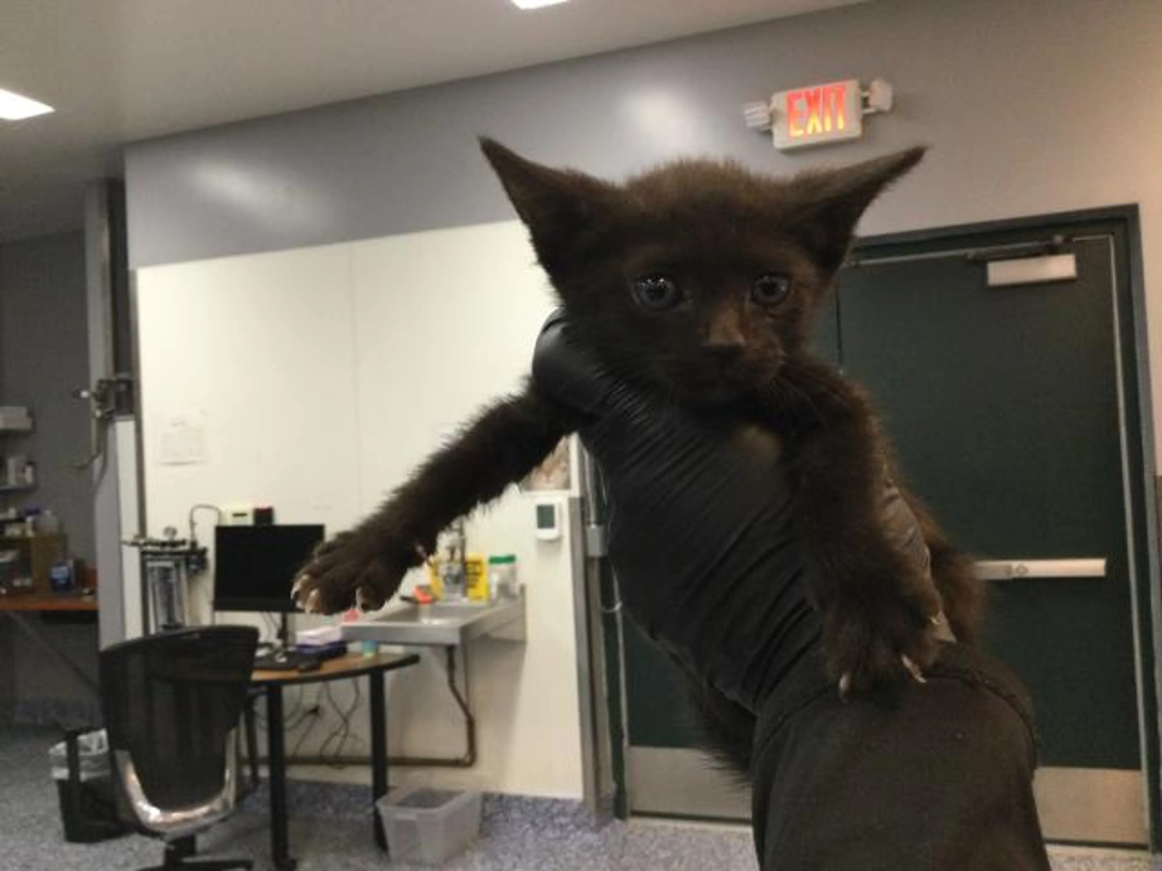 Found pet