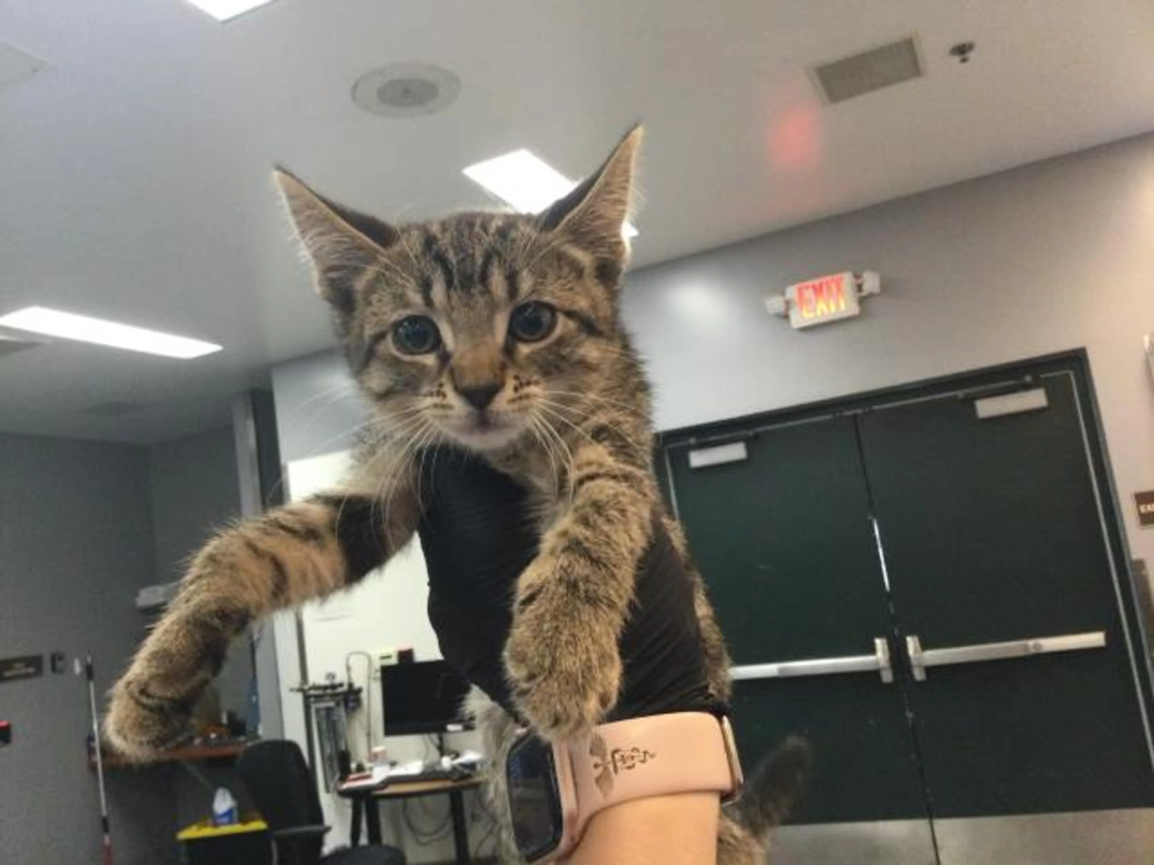 Found pet
