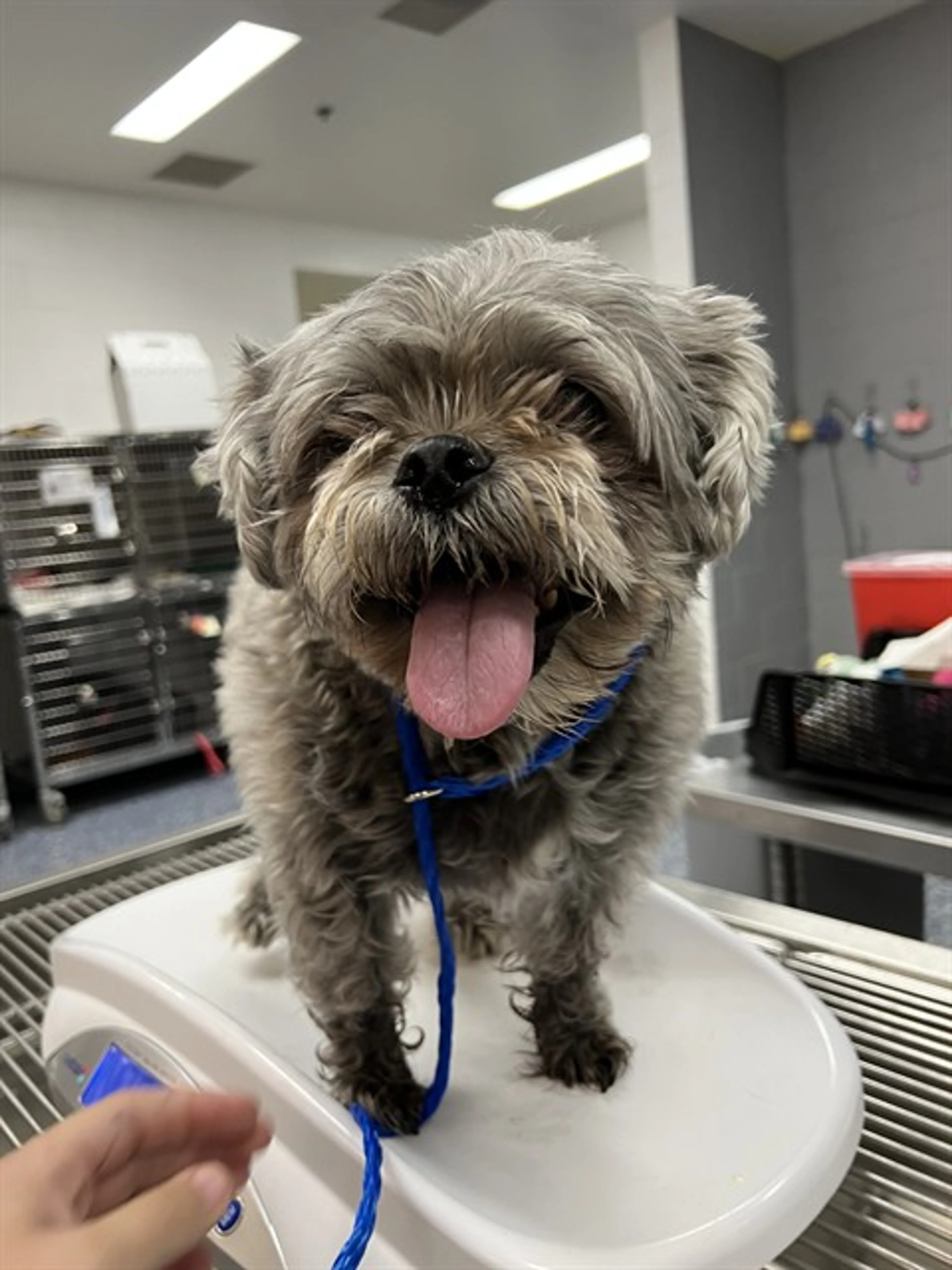 Found pet